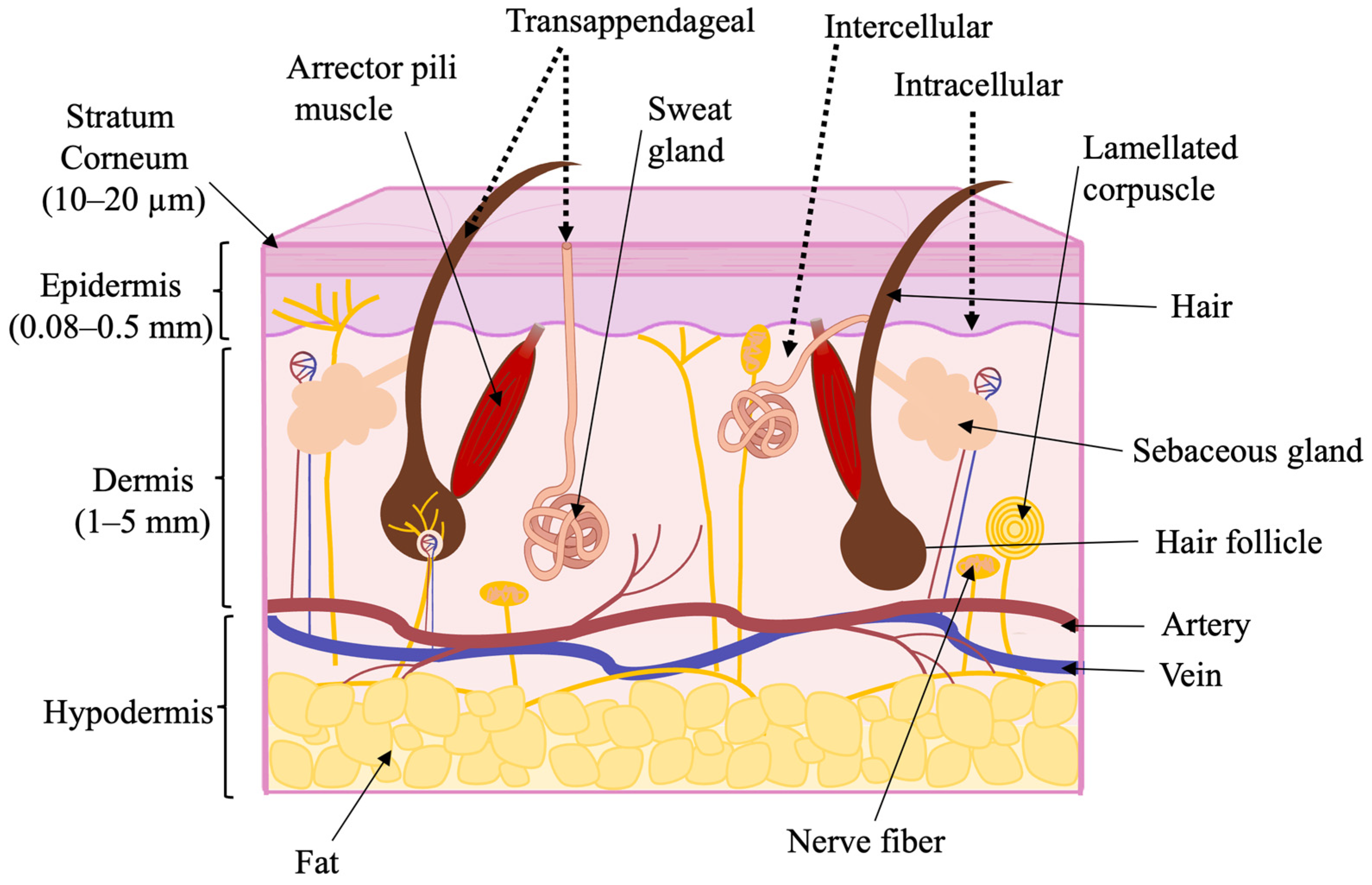 Pharmaceutics 17 00936 g002