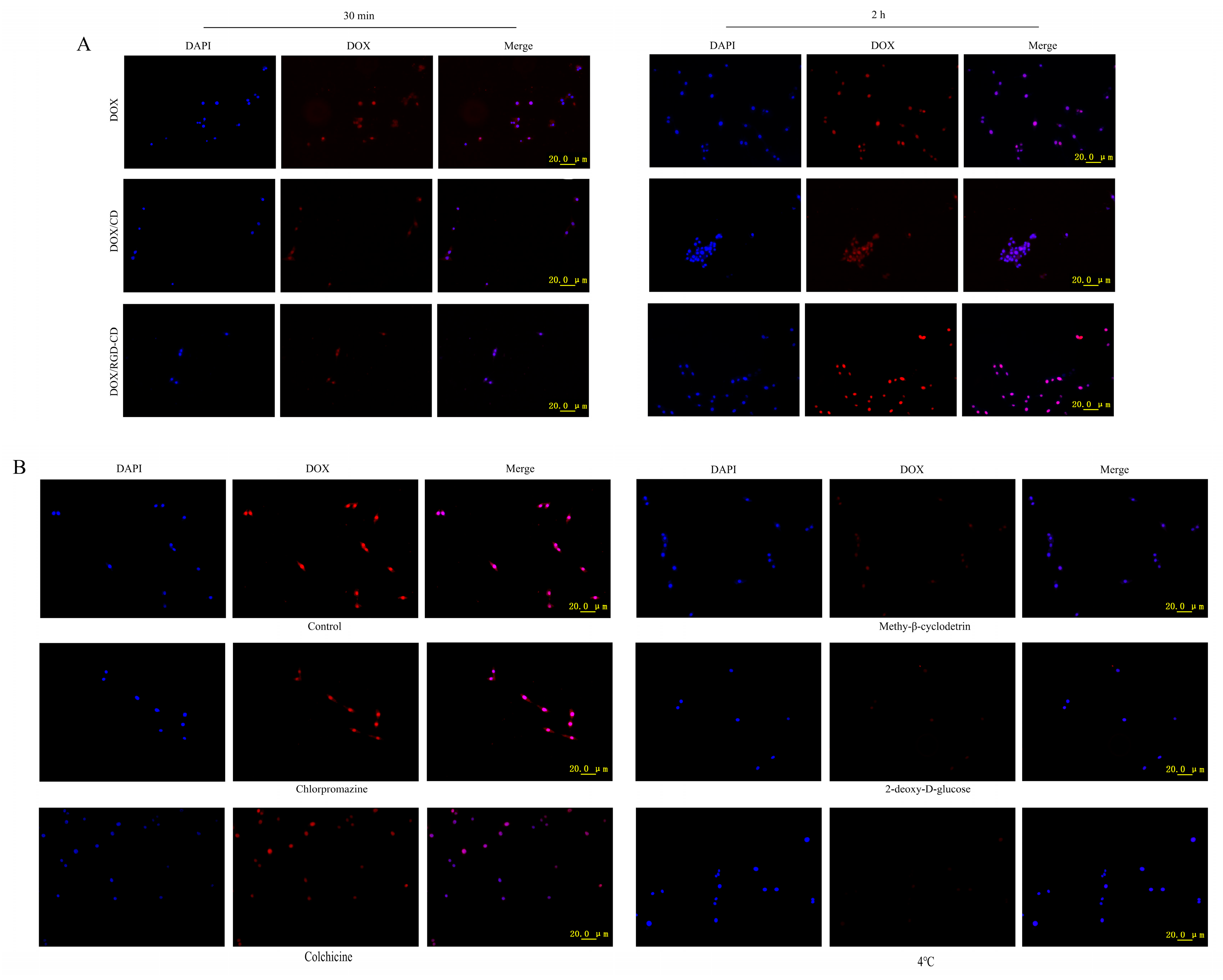 Pharmaceutics 17 00938 g003