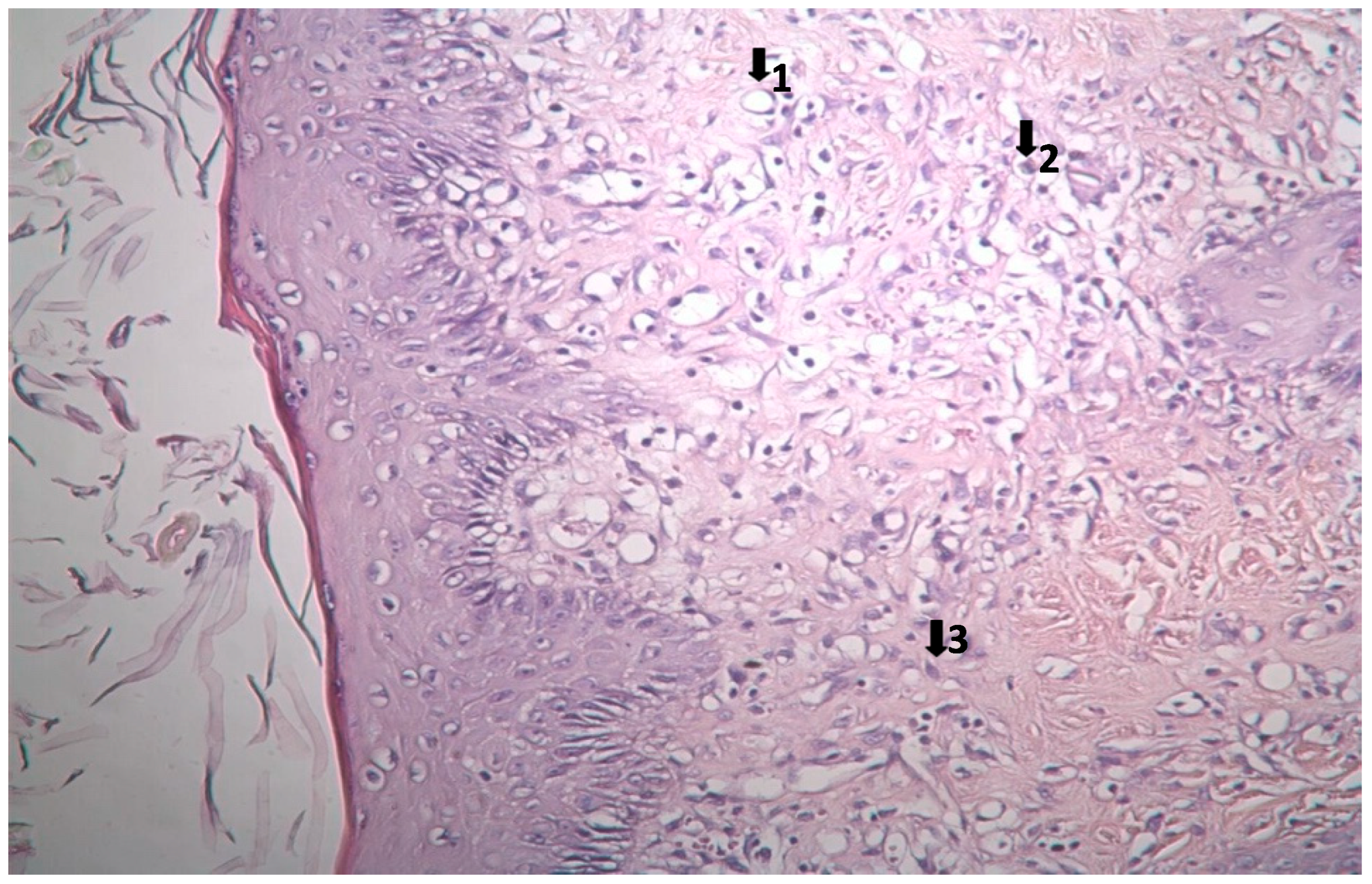 Pharmaceutics 17 00941 g004