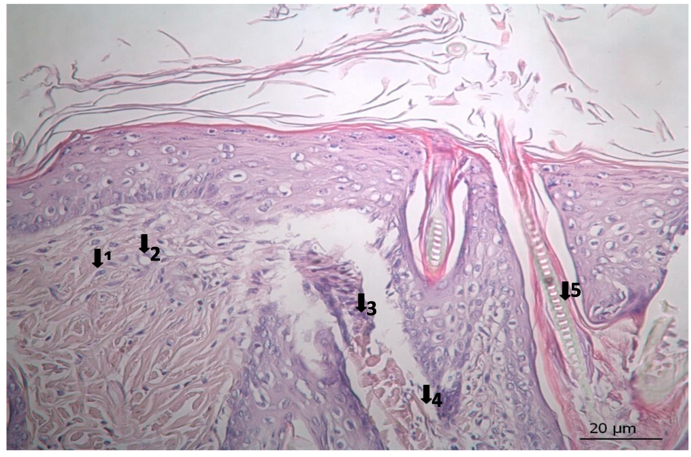 Pharmaceutics 17 00941 g005