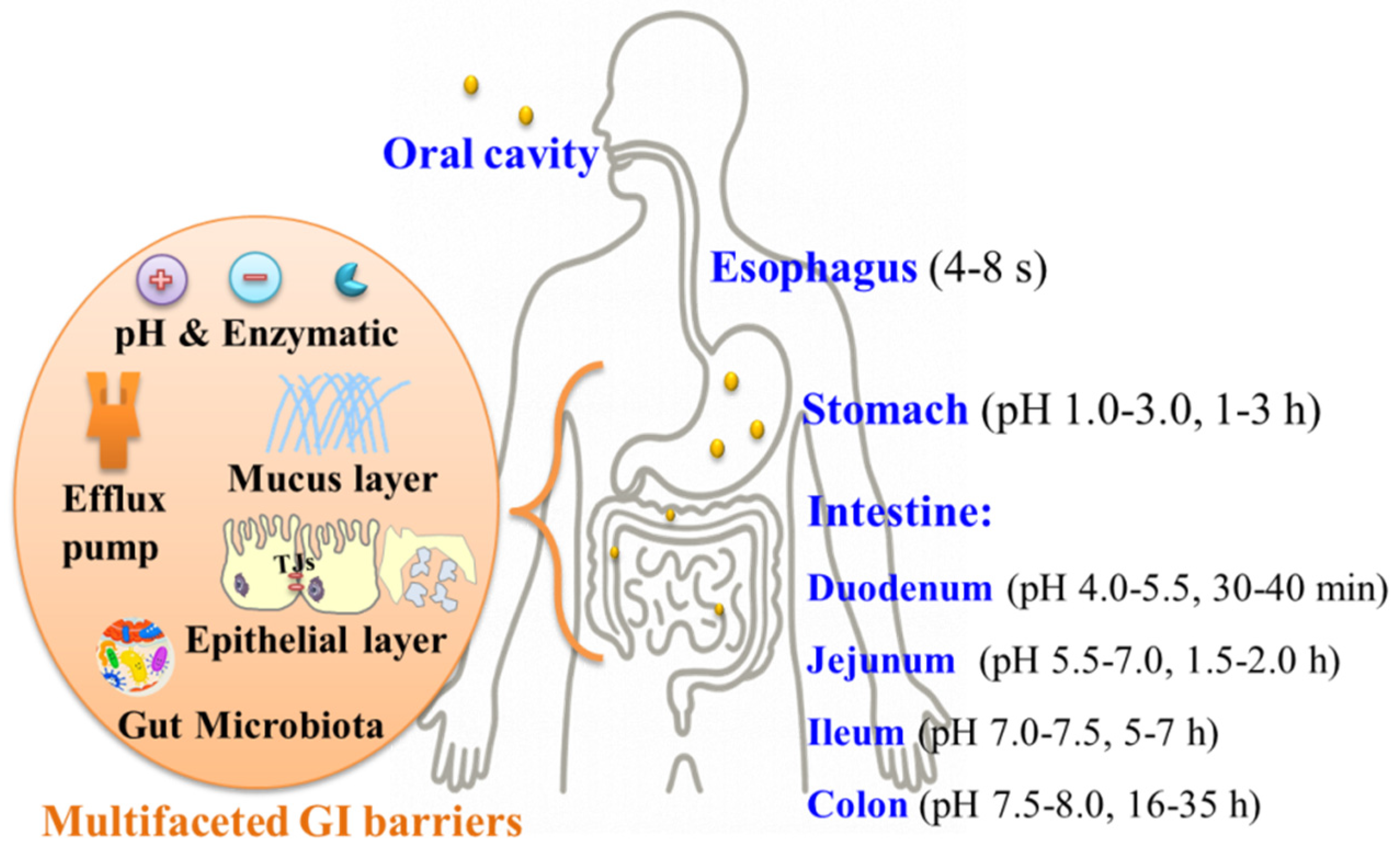 洋書 BIOREVERSIBLE CARRIERS IN DRUG DESIGN Bioresponsive micro-to-nano albumin-based systems for