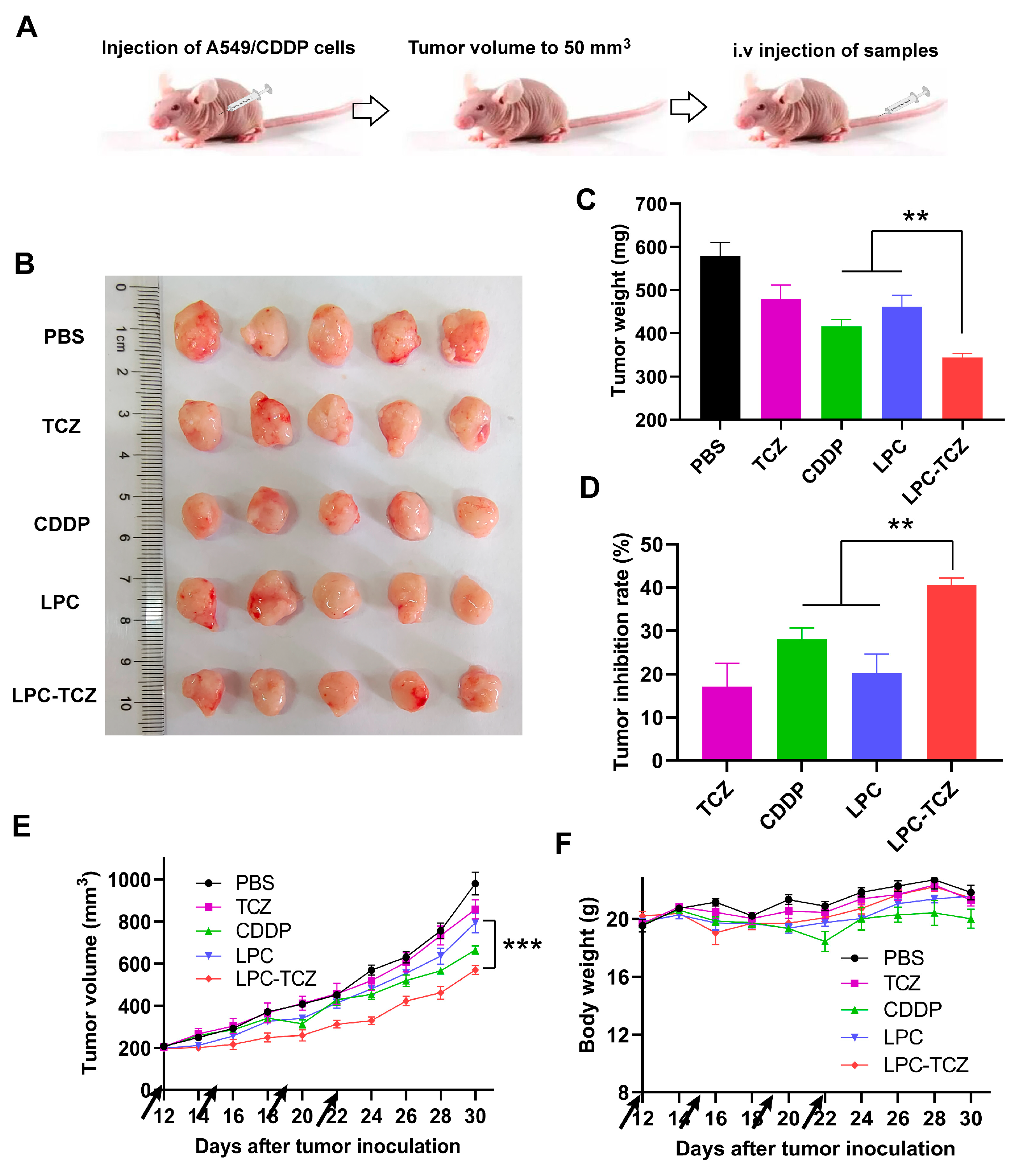Pharmaceutics 17 00945 g006