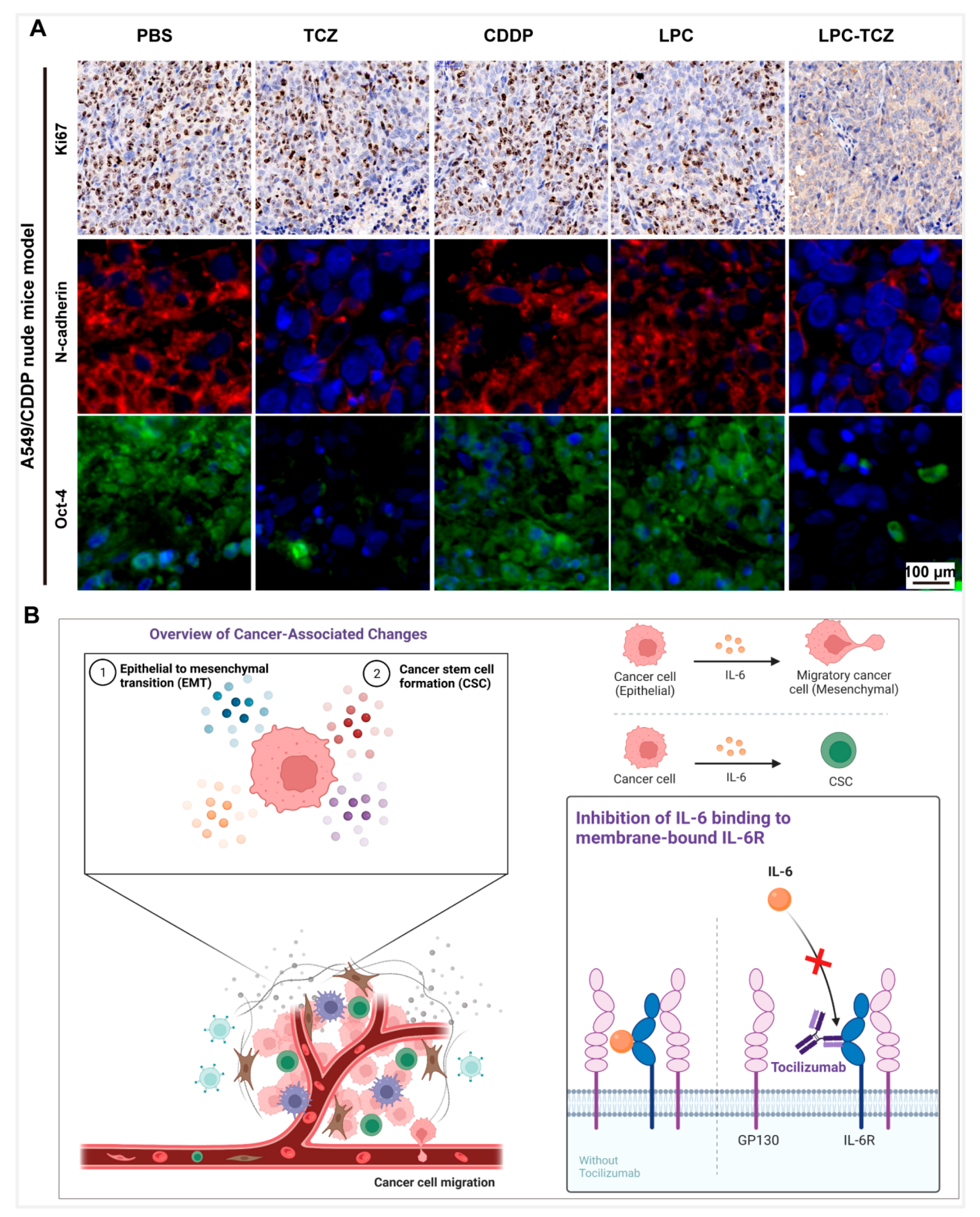 Pharmaceutics 17 00945 g008 Pharmaceutics 17 00945 g008