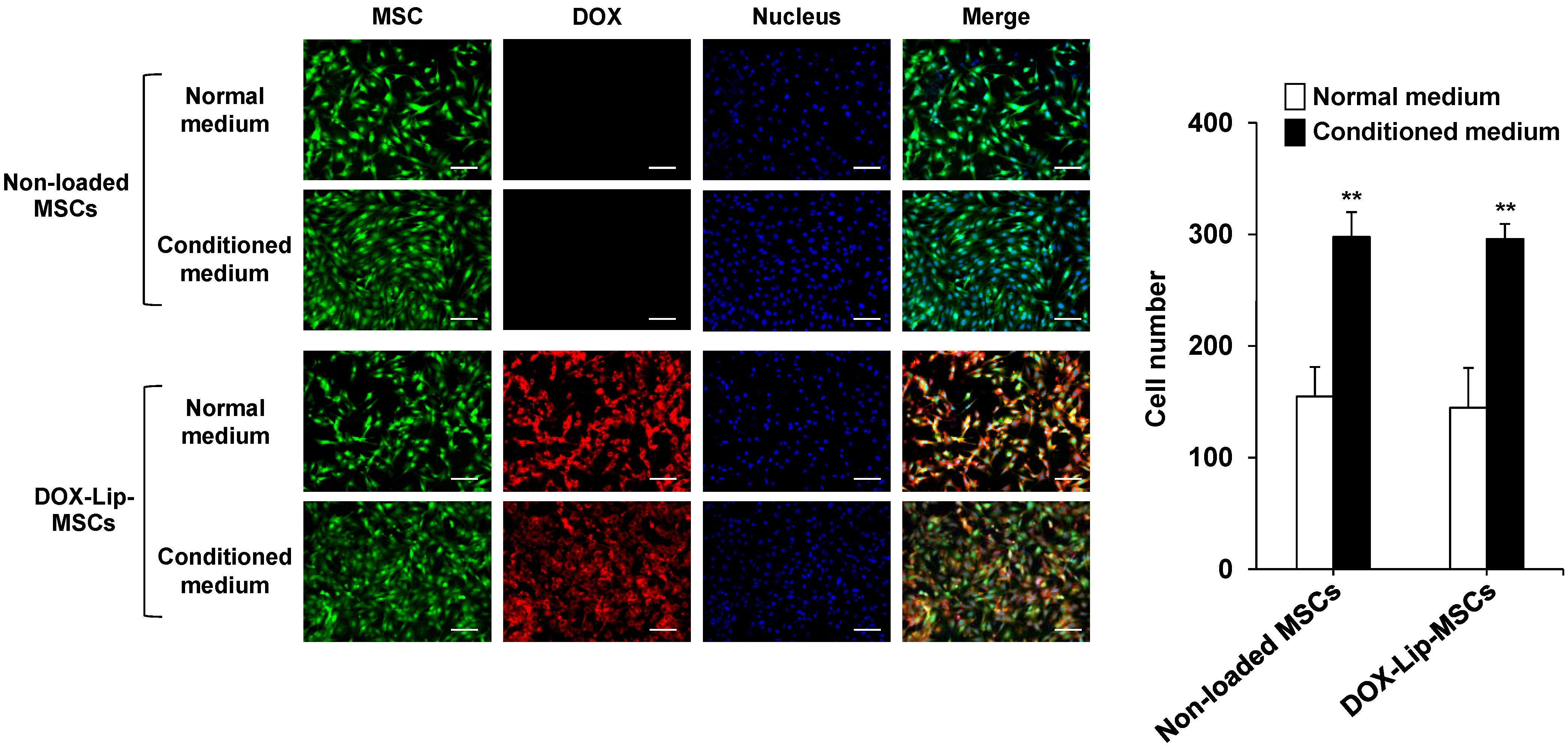 Pharmaceutics 17 00947 g004