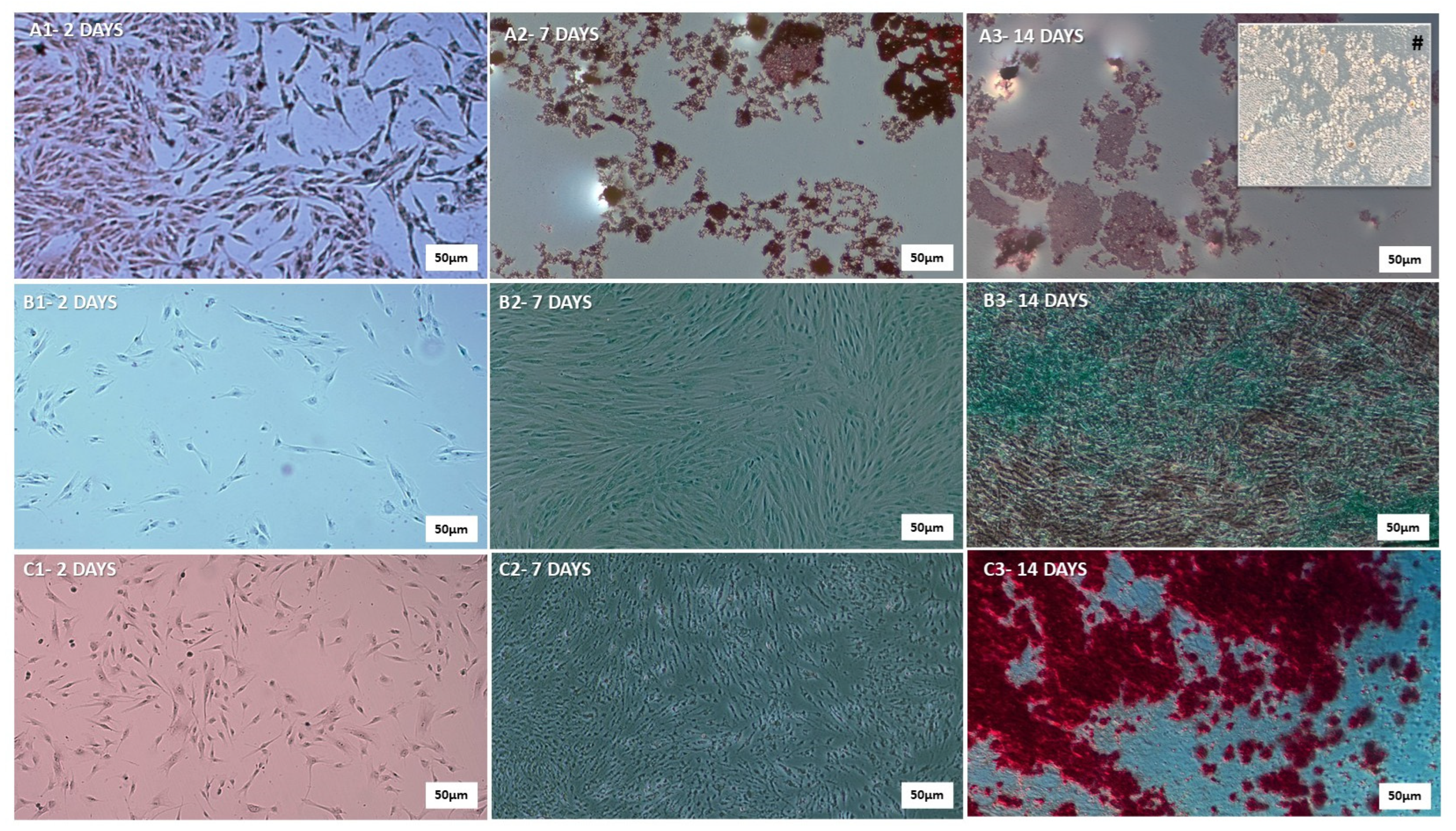 Pharmaceutics 17 00961 g003