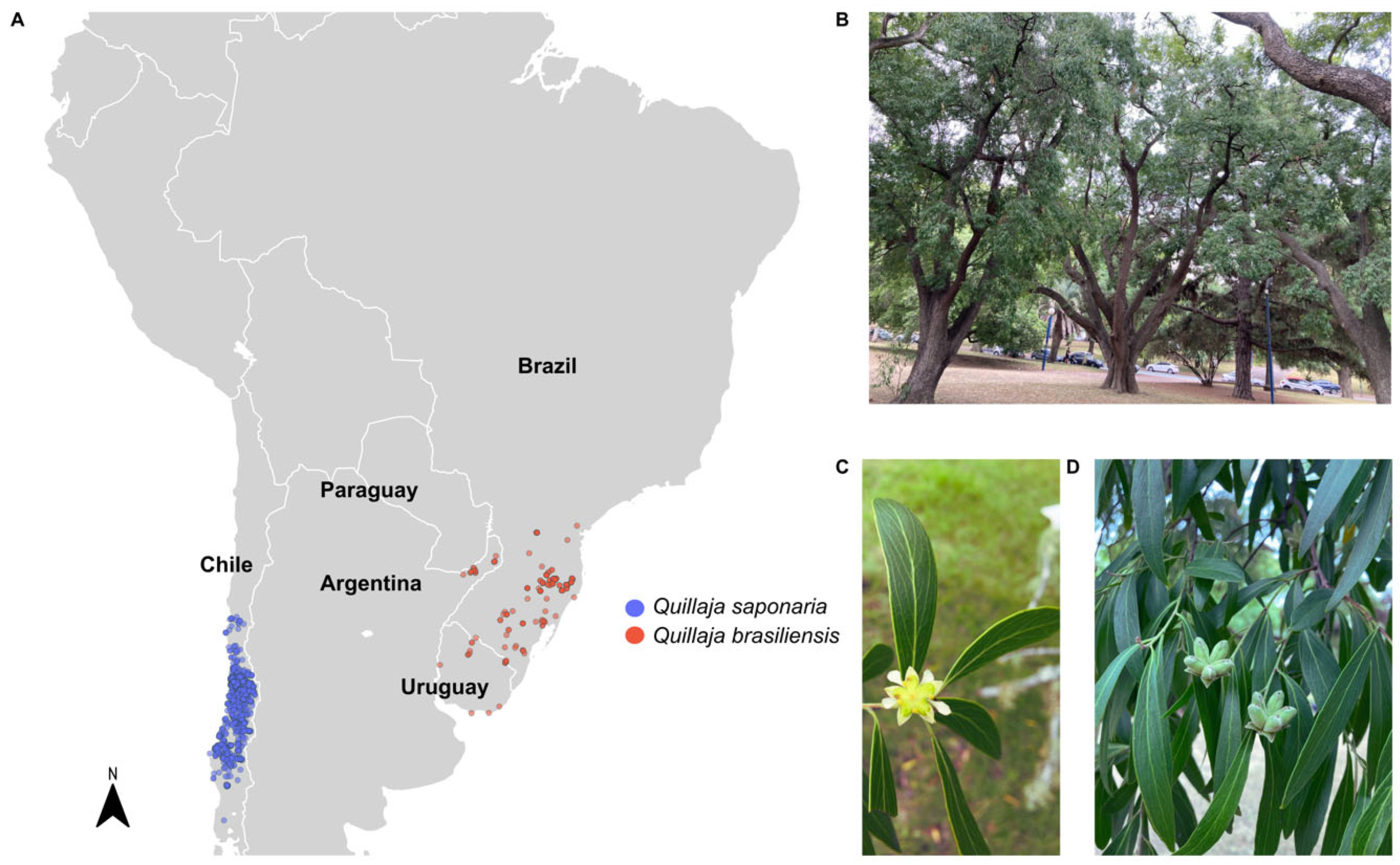 Pharmaceutics 17 00966 g004 Pharmaceutics 17 00966 g004