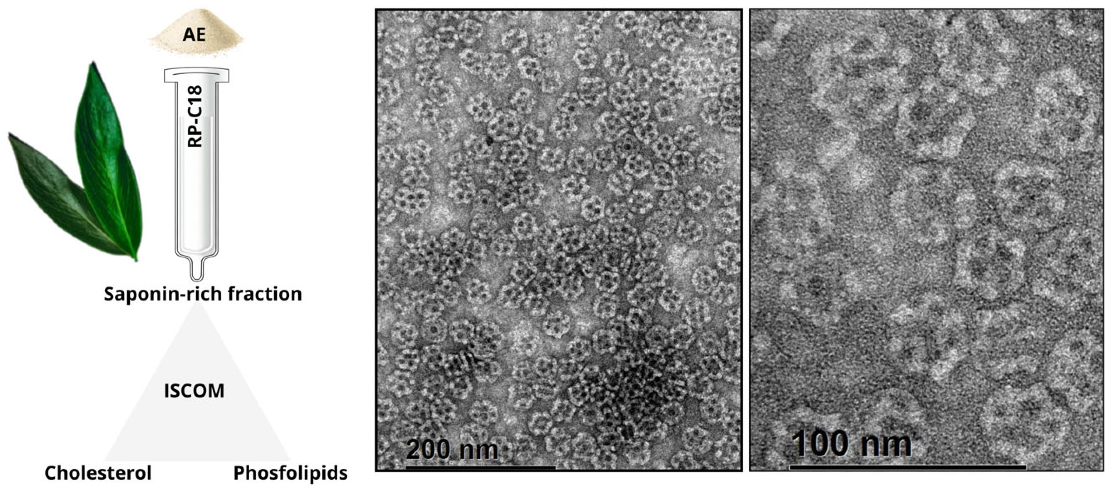 Pharmaceutics 17 00966 g006 Pharmaceutics 17 00966 g006