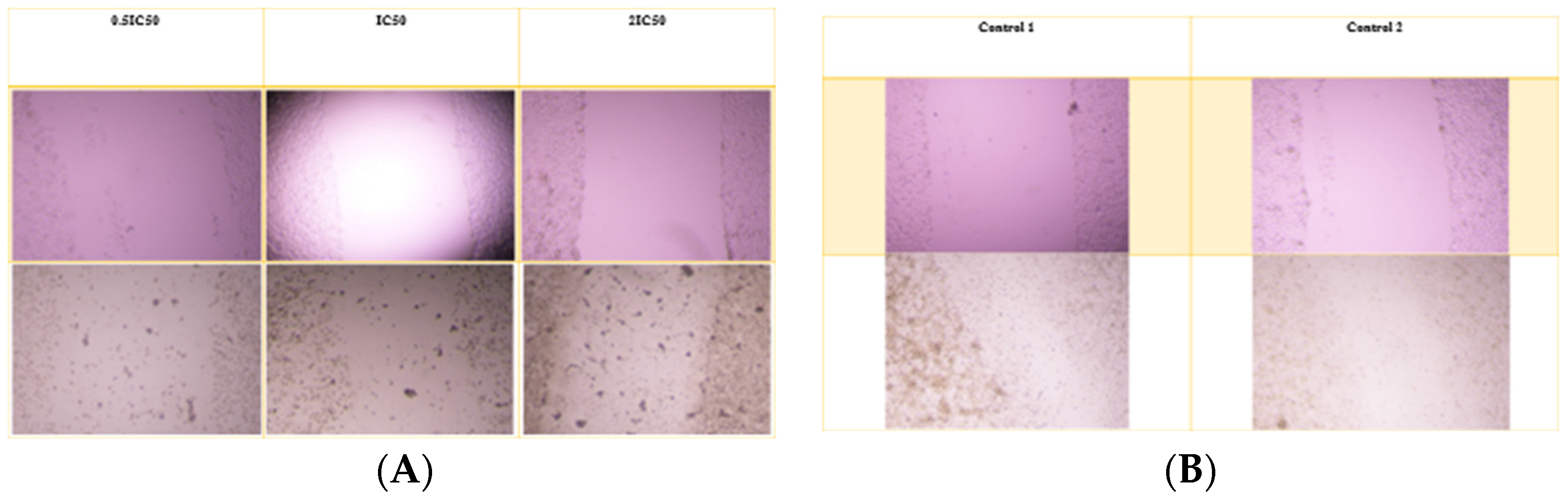 Pharmaceutics 17 00974 g008