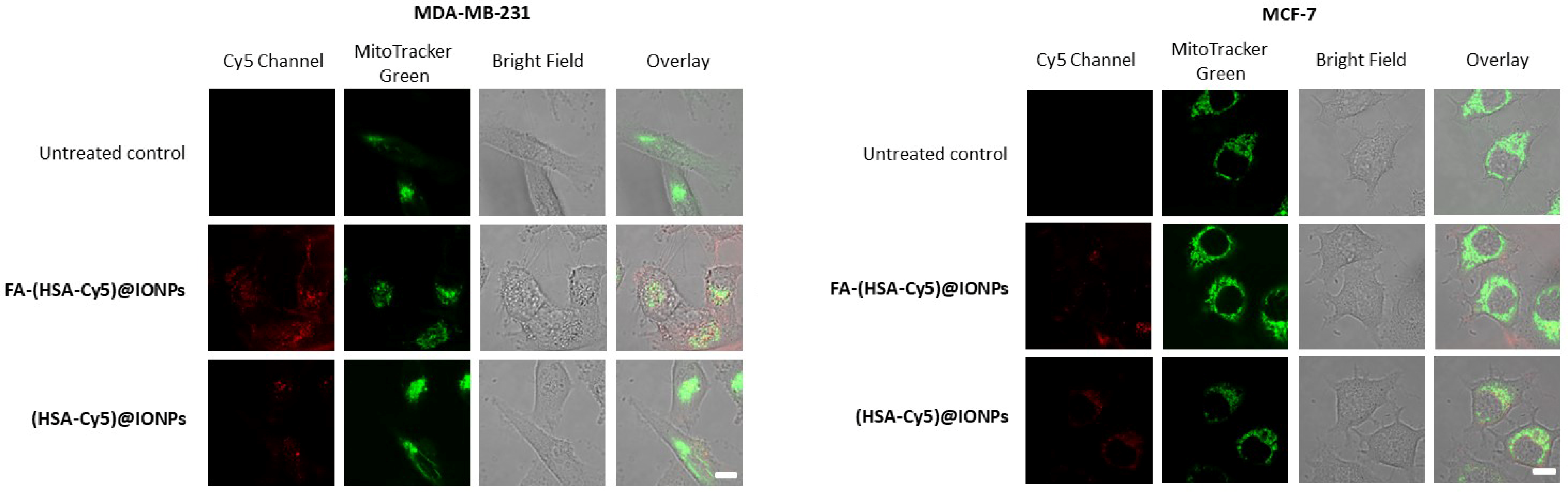 Pharmaceutics 17 00982 g007 Pharmaceutics 17 00982 g007