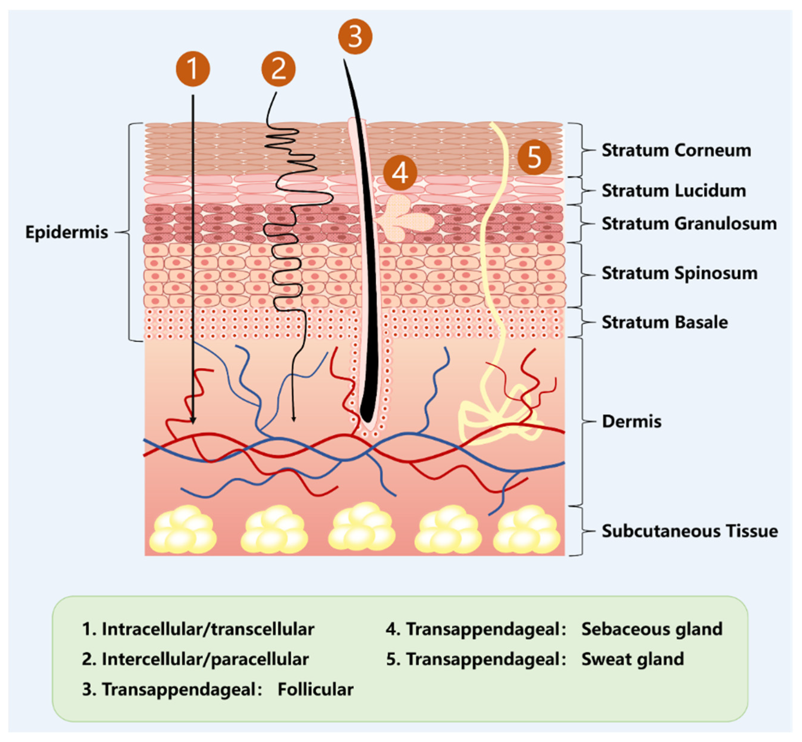 Pharmaceutics 17 00984 g001 Pharmaceutics 17 00984 g001