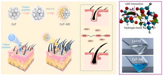 ghk-cu 5-alpha reductase inhibition Advances in Transdermal Delivery Systems for Treating Androgenetic Alopecia