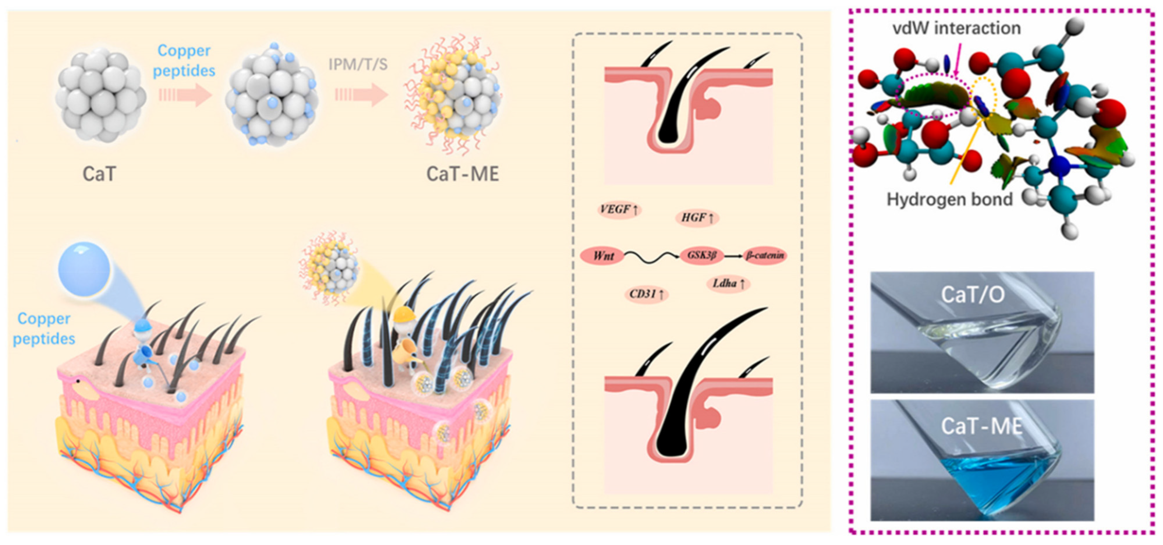 Pharmaceutics 17 00984 g006 Pharmaceutics 17 00984 g006
