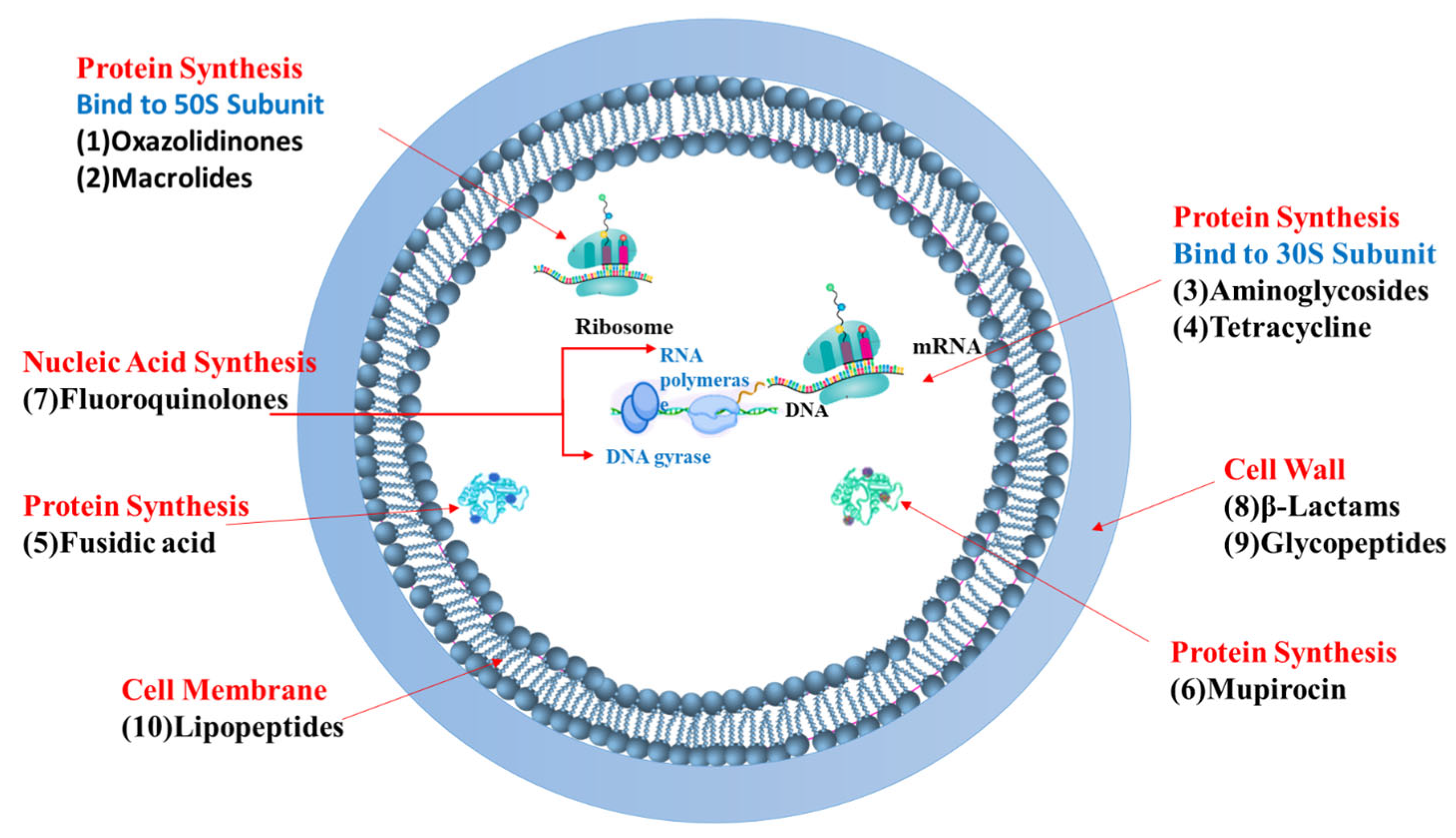 Pharmaceutics 17 00989 g002
