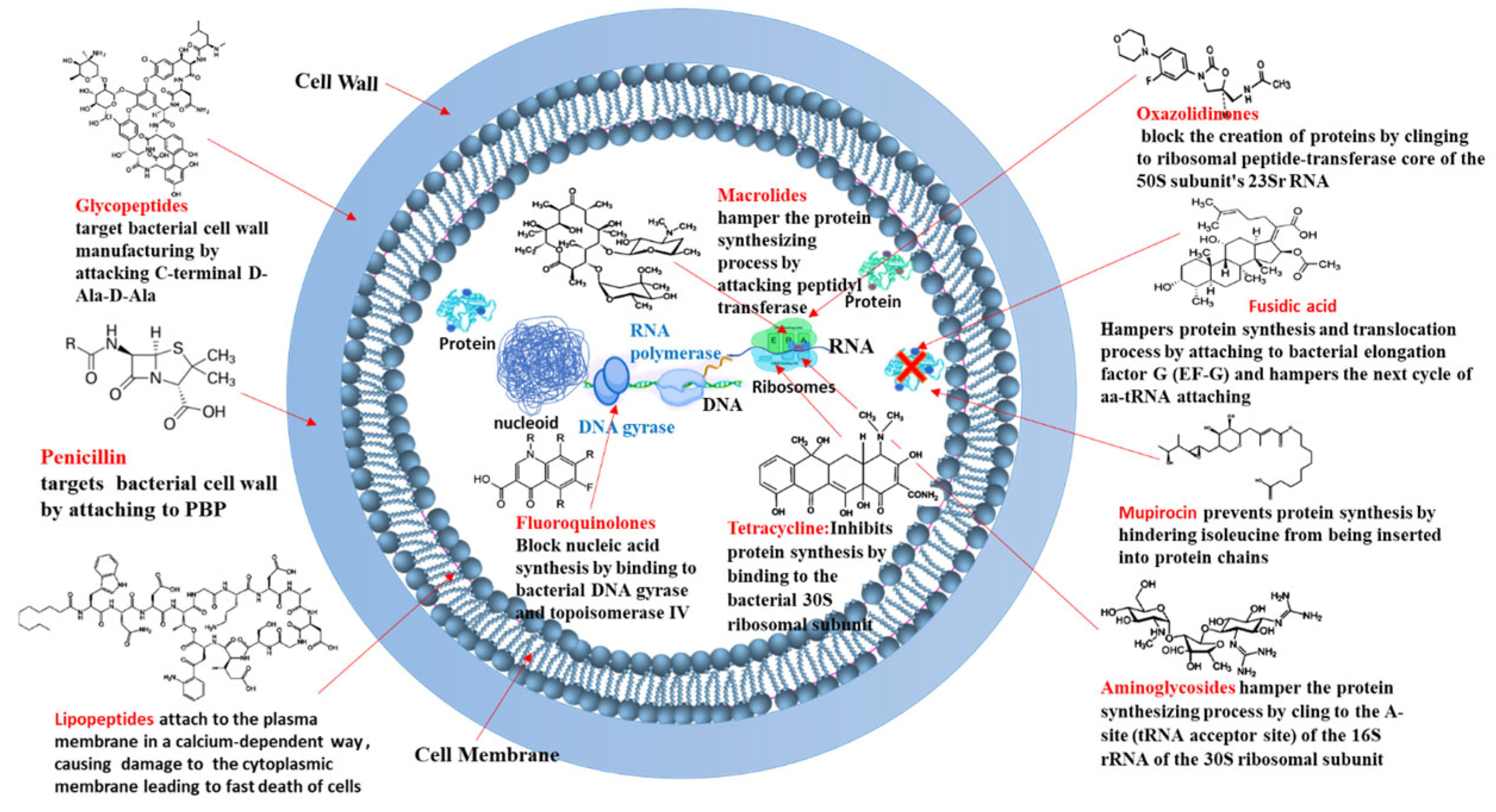 Pharmaceutics 17 00989 g003