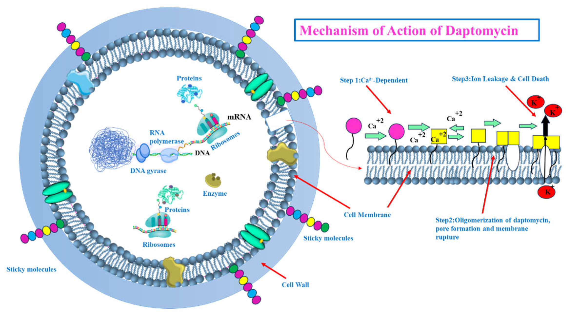 Pharmaceutics 17 00989 g005