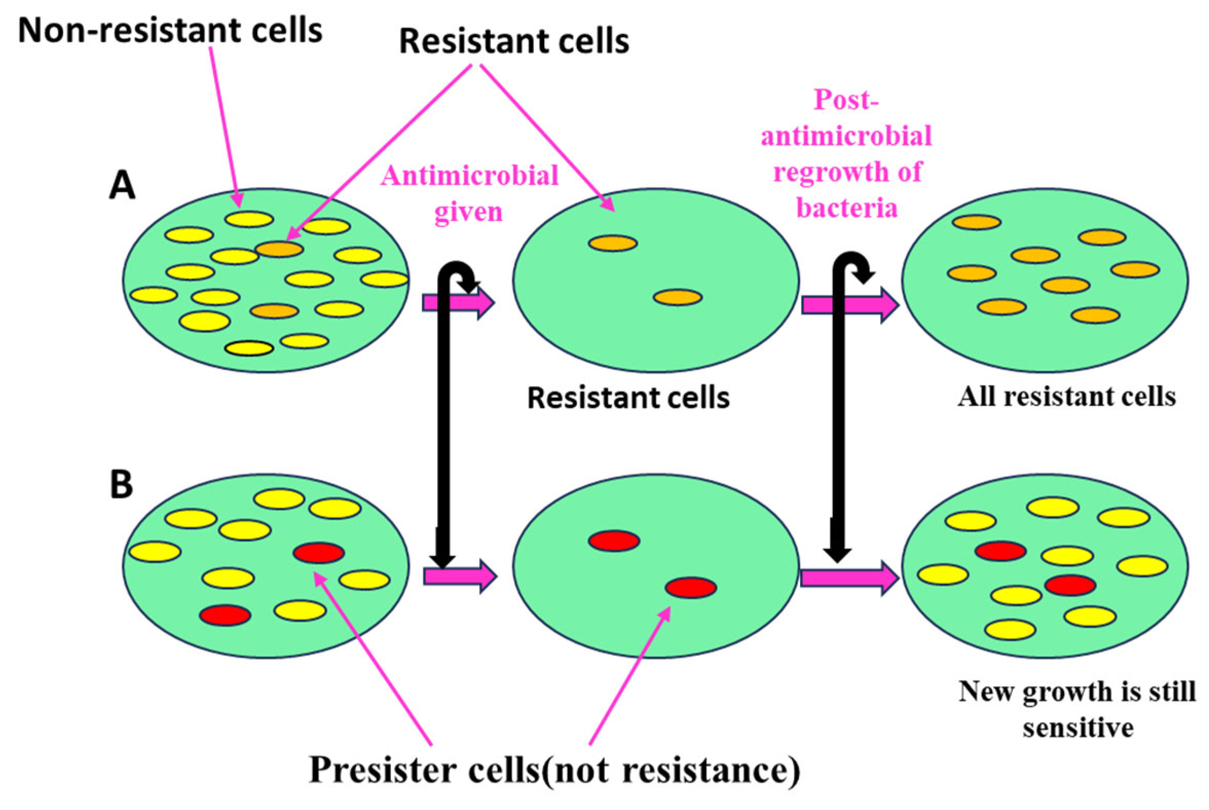 Pharmaceutics 17 00989 g007
