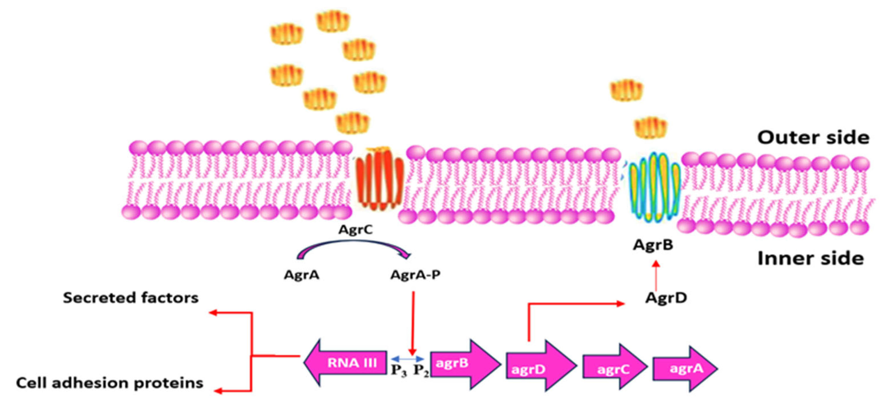 Pharmaceutics 17 00989 g008