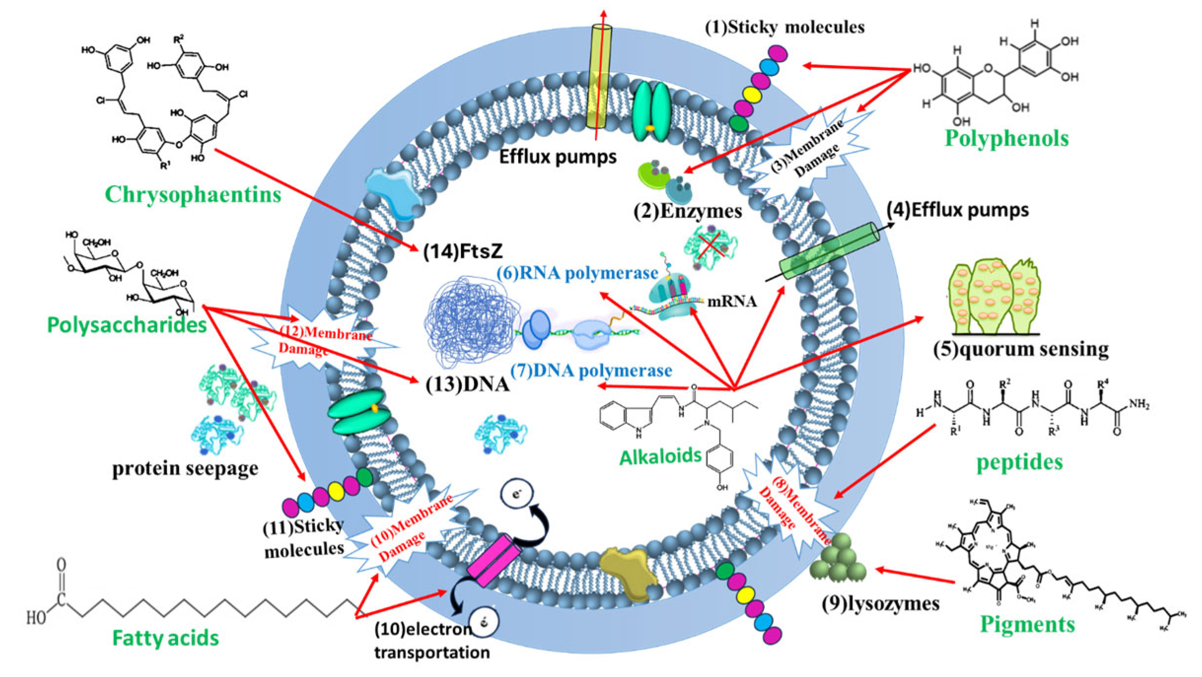 Pharmaceutics 17 00989 g009