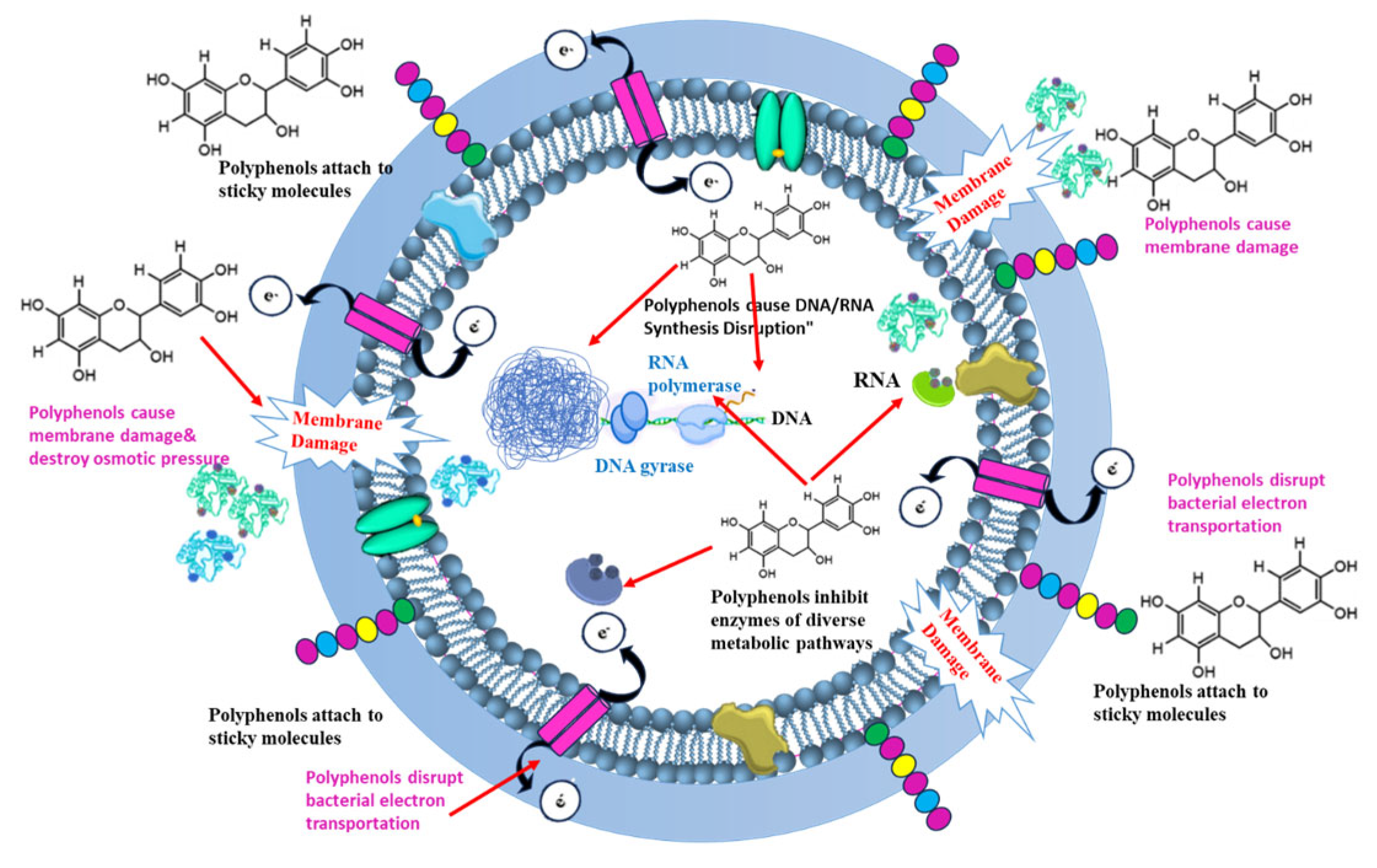 Pharmaceutics 17 00989 g010
