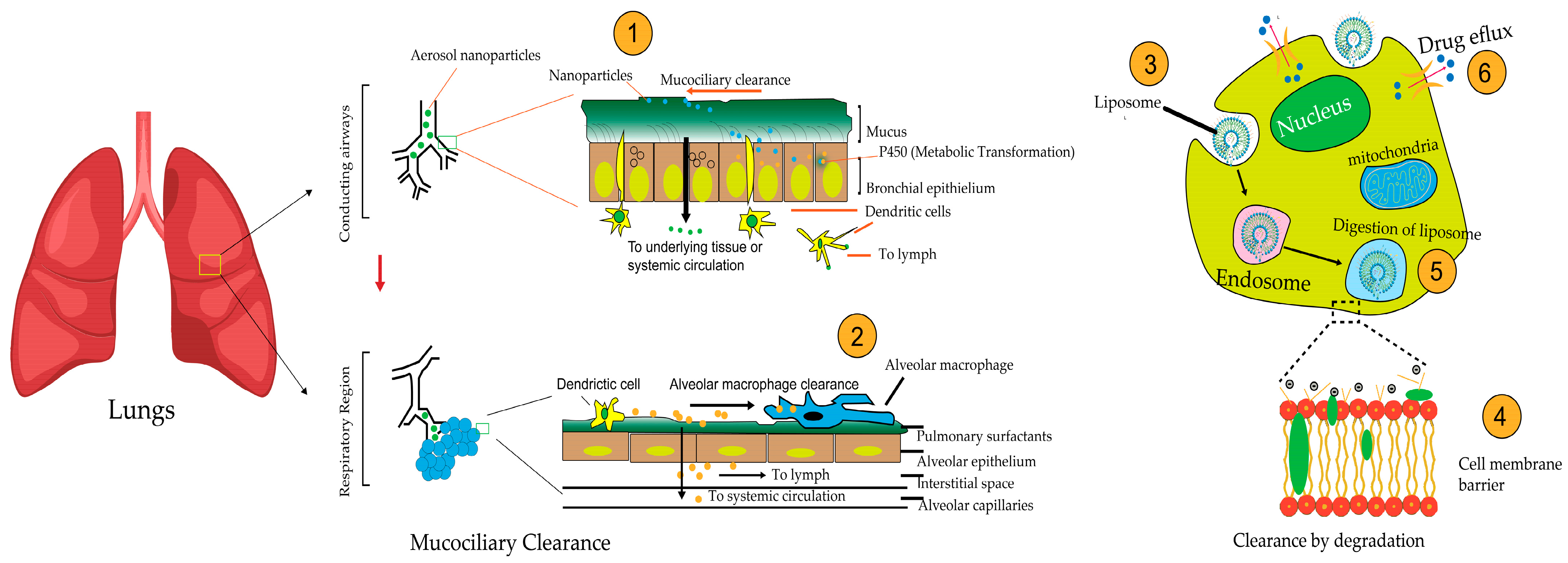 Pharmaceutics 17 00996 g003