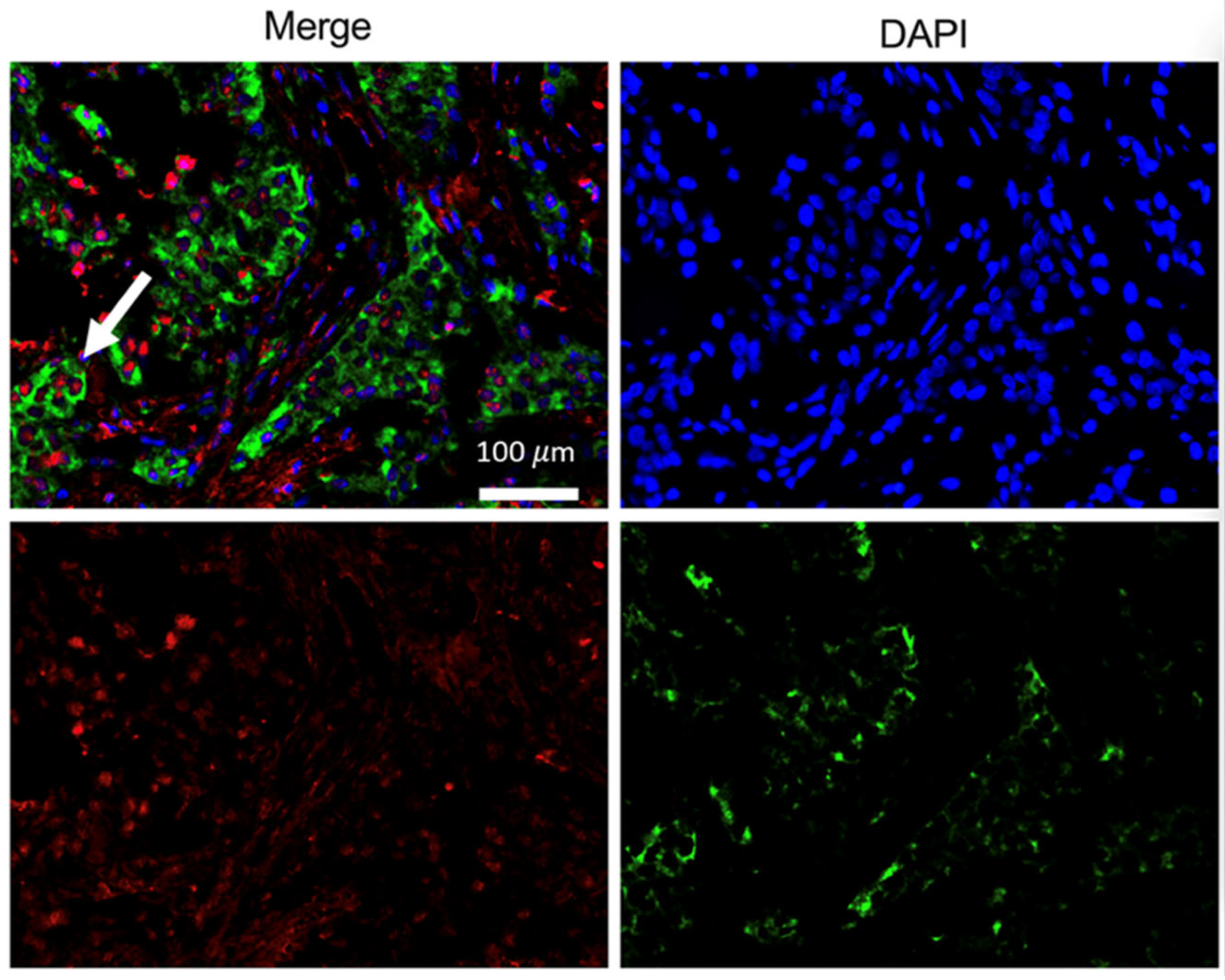Pharmaceutics 17 01000 g016