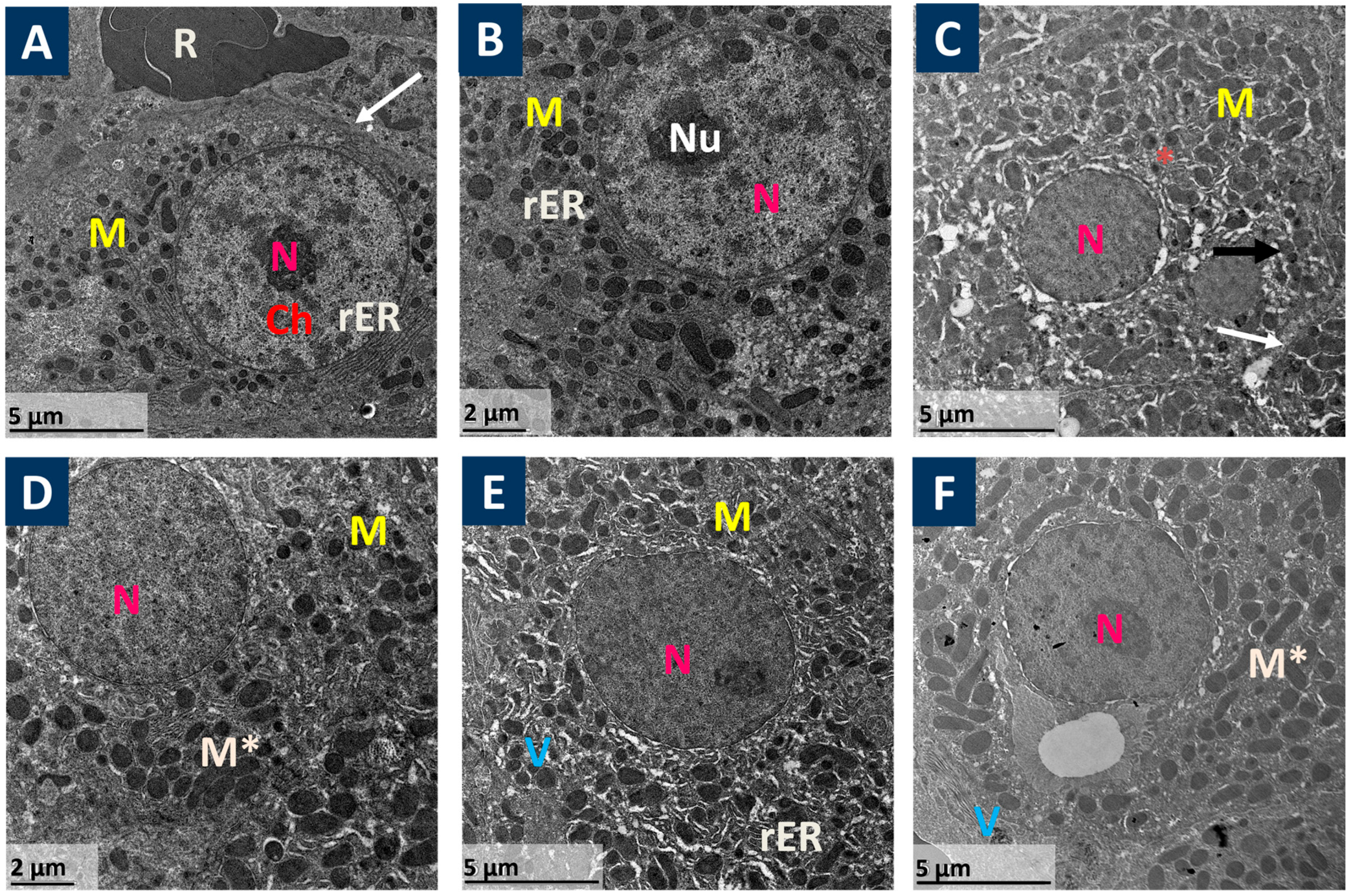 Pharmaceutics 17 01003 g002 Pharmaceutics 17 01003 g002