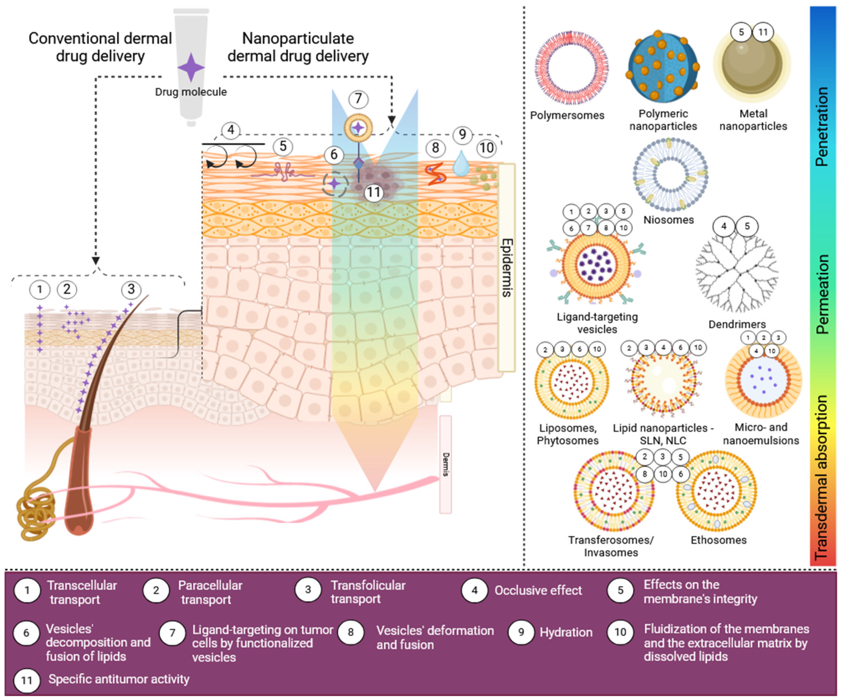 Pharmaceutics 17 01009 g002 Pharmaceutics 17 01009 g002