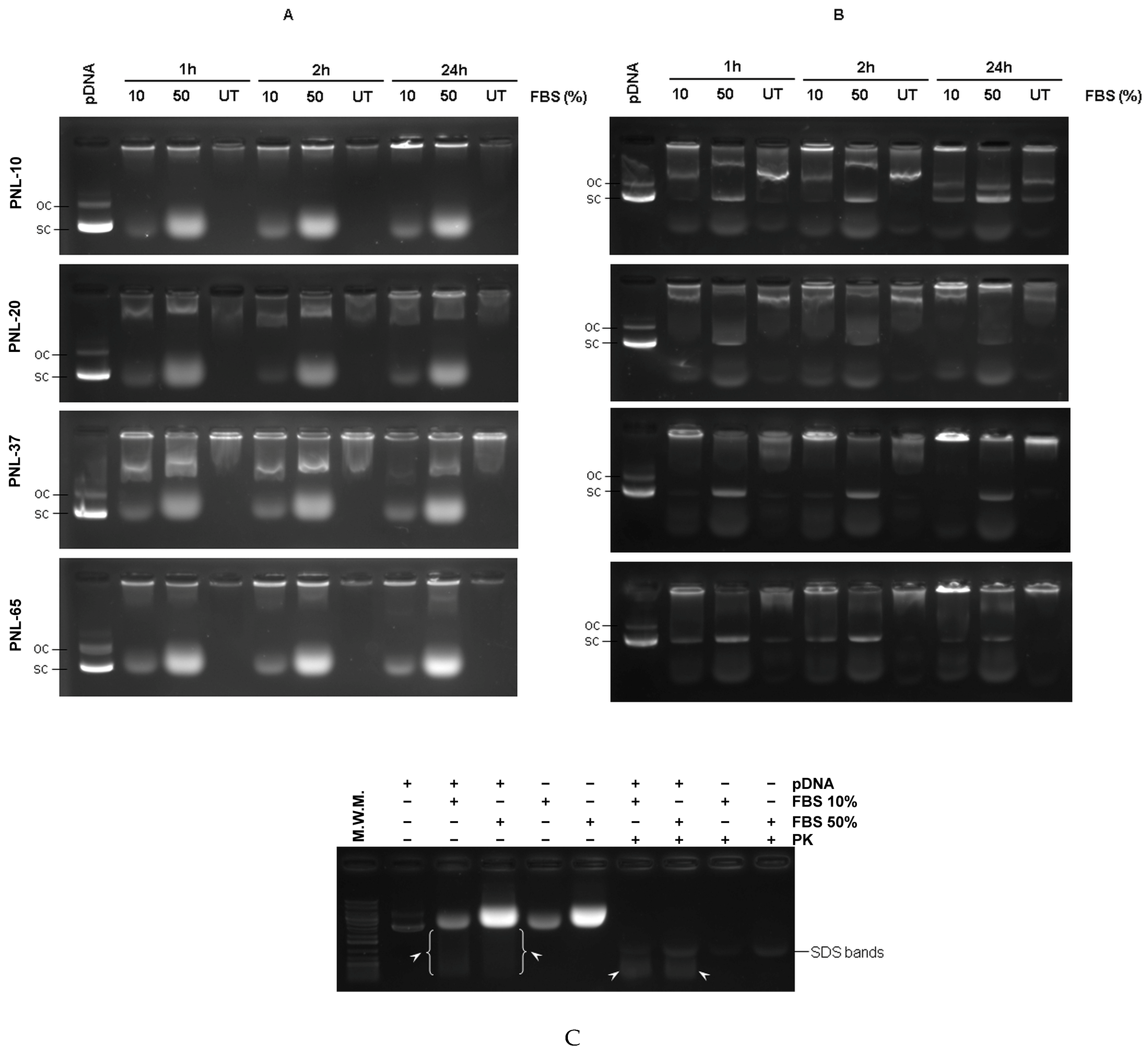Pharmaceutics 17 01012 g005