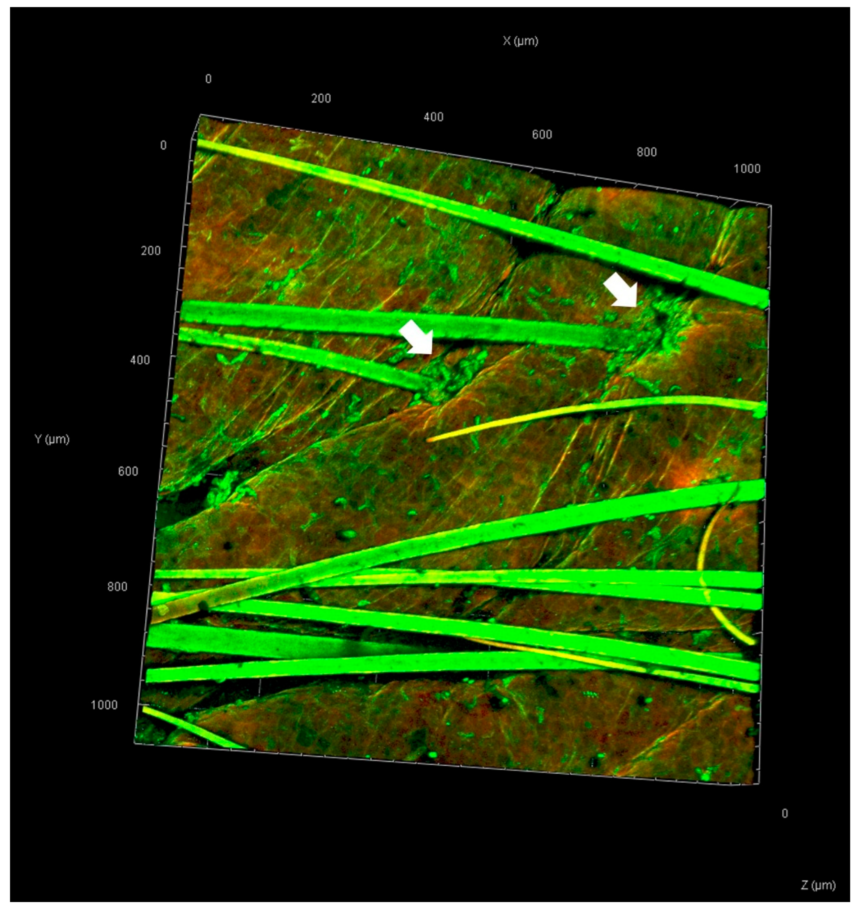 Pharmaceutics 17 01014 g007 Pharmaceutics 17 01014 g007