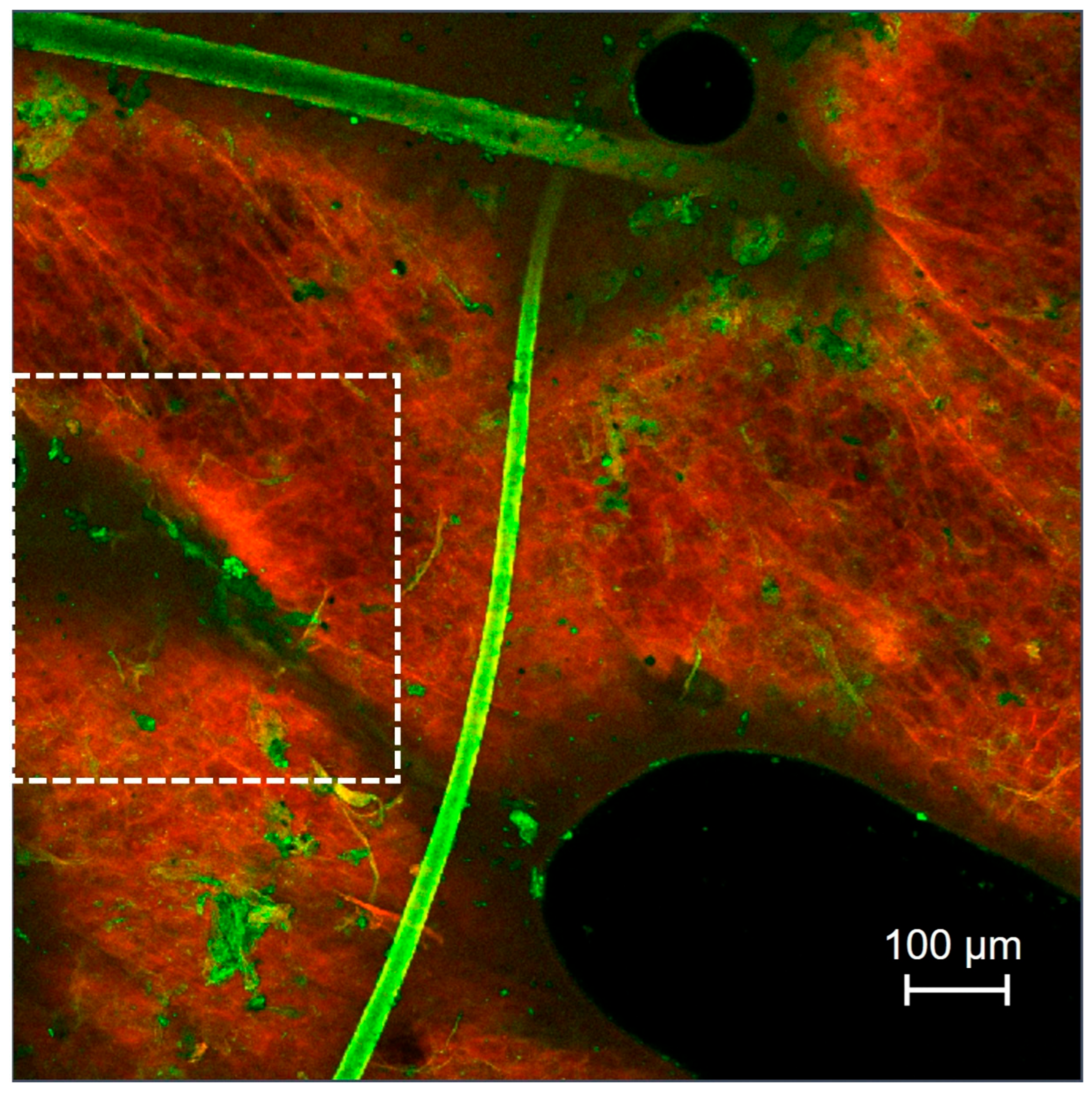 Pharmaceutics 17 01014 g009 Pharmaceutics 17 01014 g009