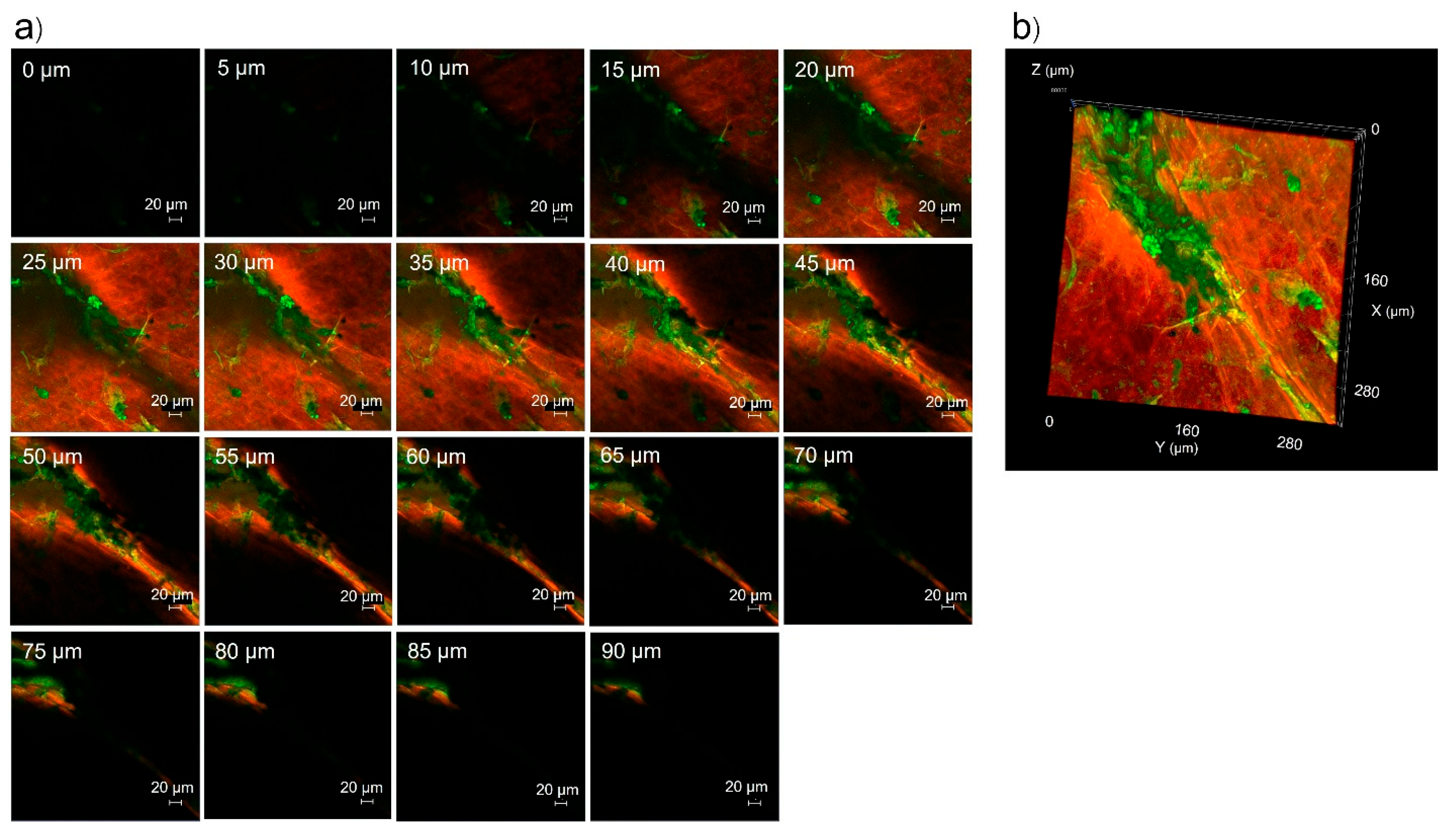 Pharmaceutics 17 01014 g010 Pharmaceutics 17 01014 g010