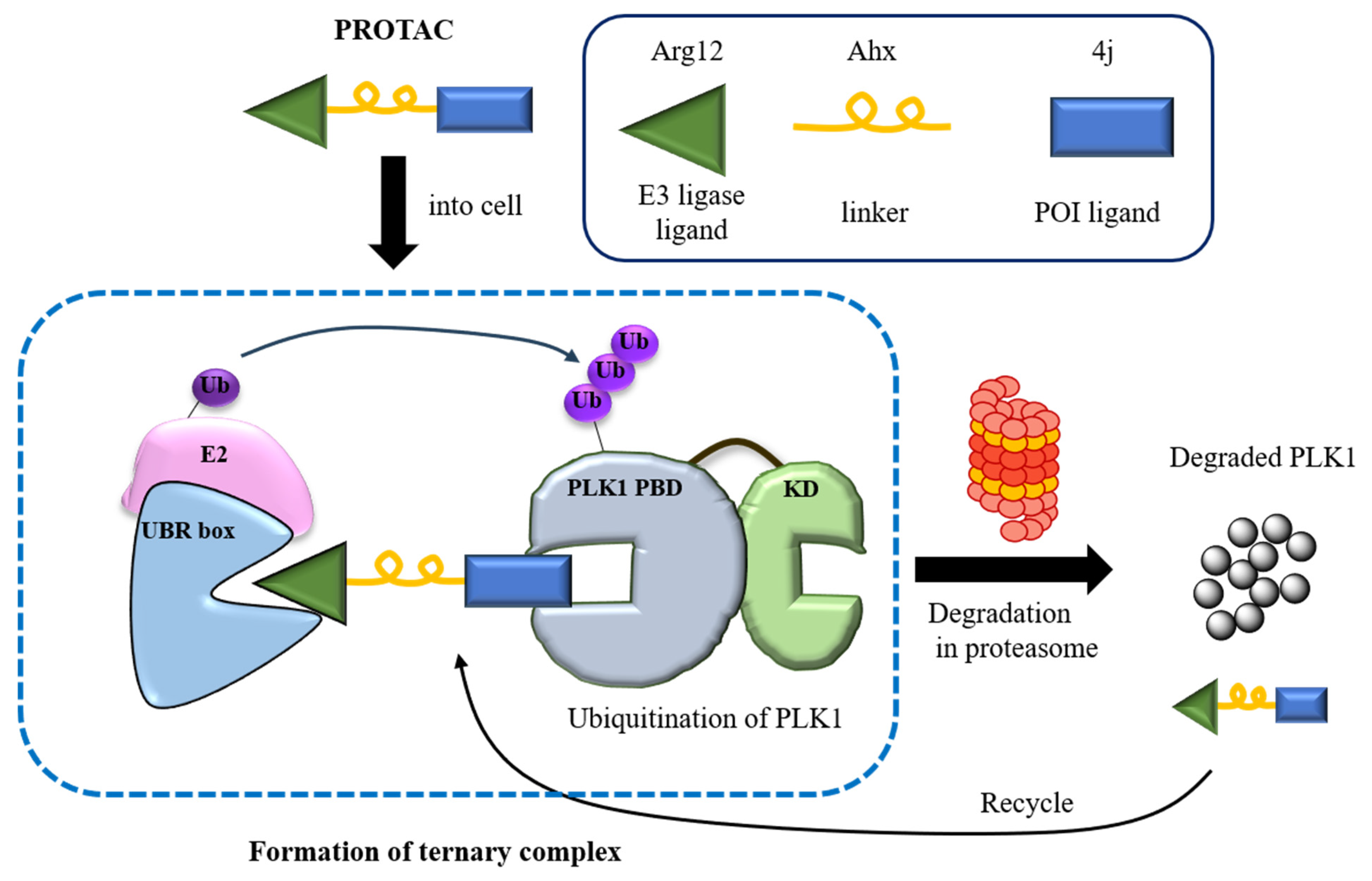 Pharmaceutics 17 01027 g001