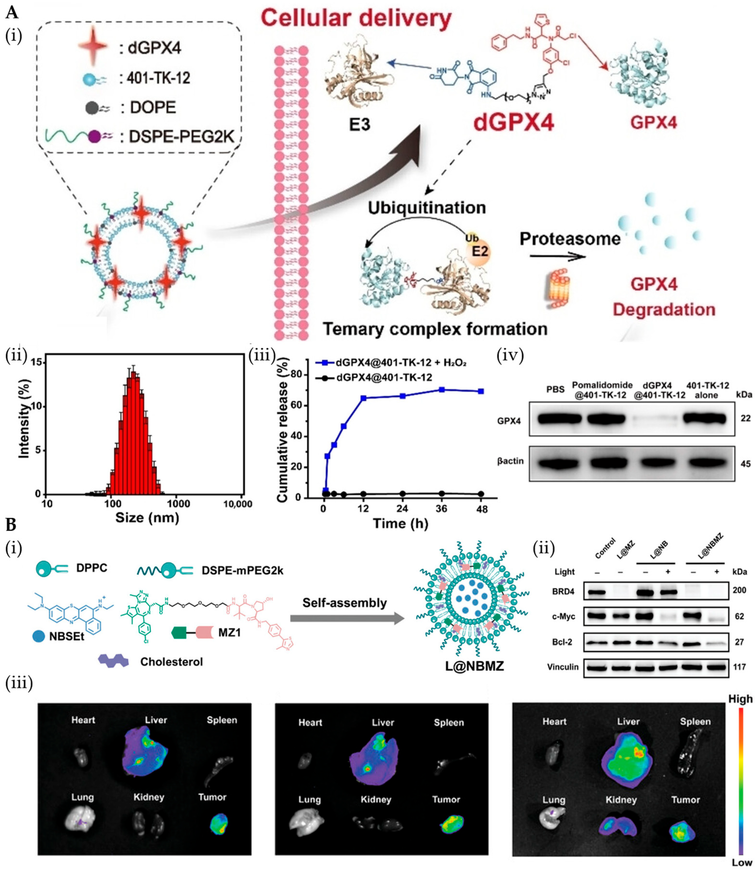 Pharmaceutics 17 01037 g003 Pharmaceutics 17 01037 g003