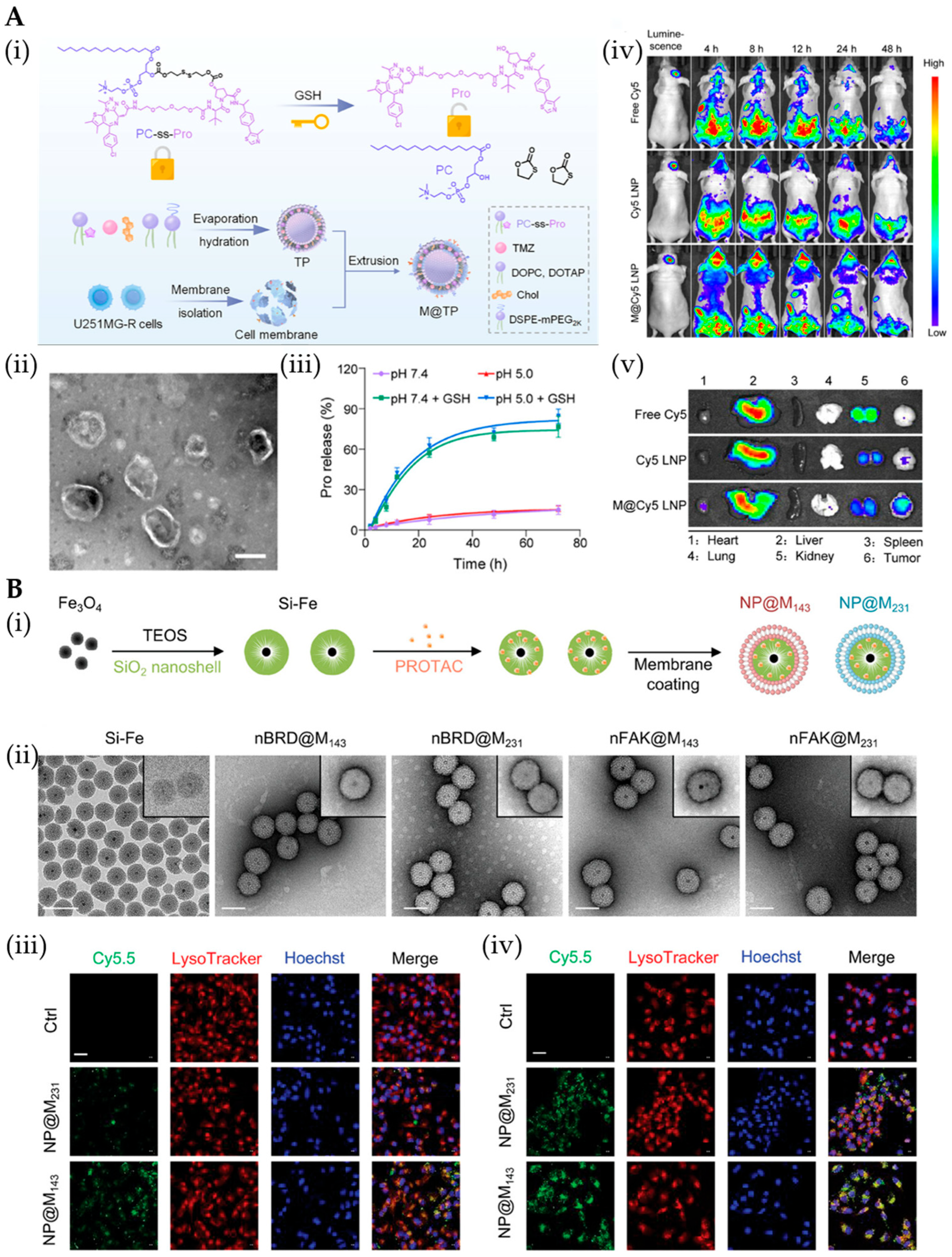 Pharmaceutics 17 01037 g007 Pharmaceutics 17 01037 g007