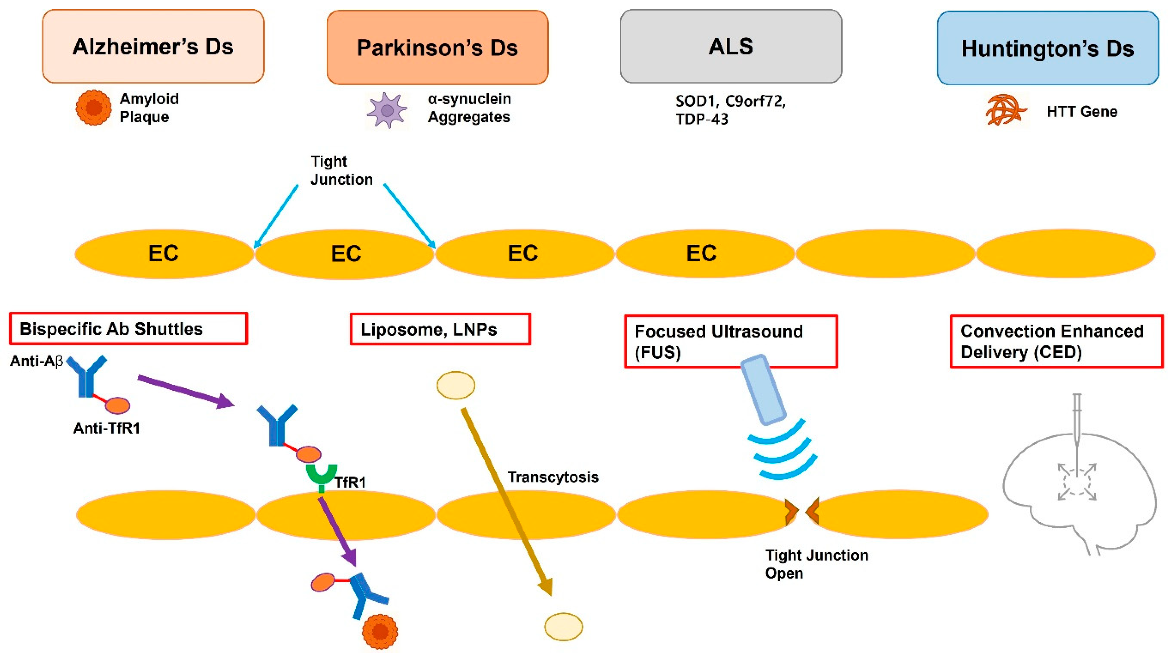Pharmaceutics 17 01041 g001 Pharmaceutics 17 01041 g001