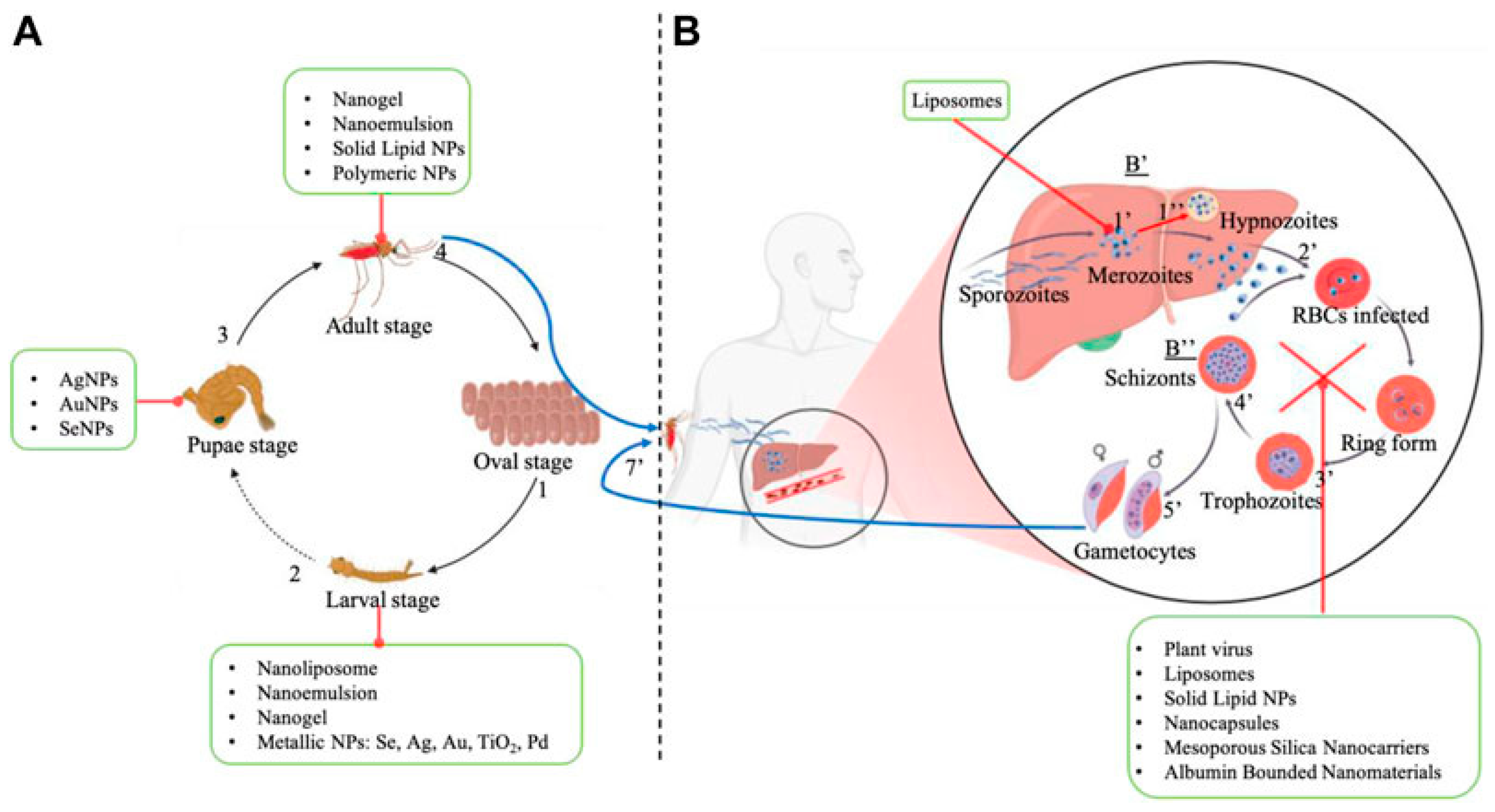 Pharmaceutics 17 01043 g015