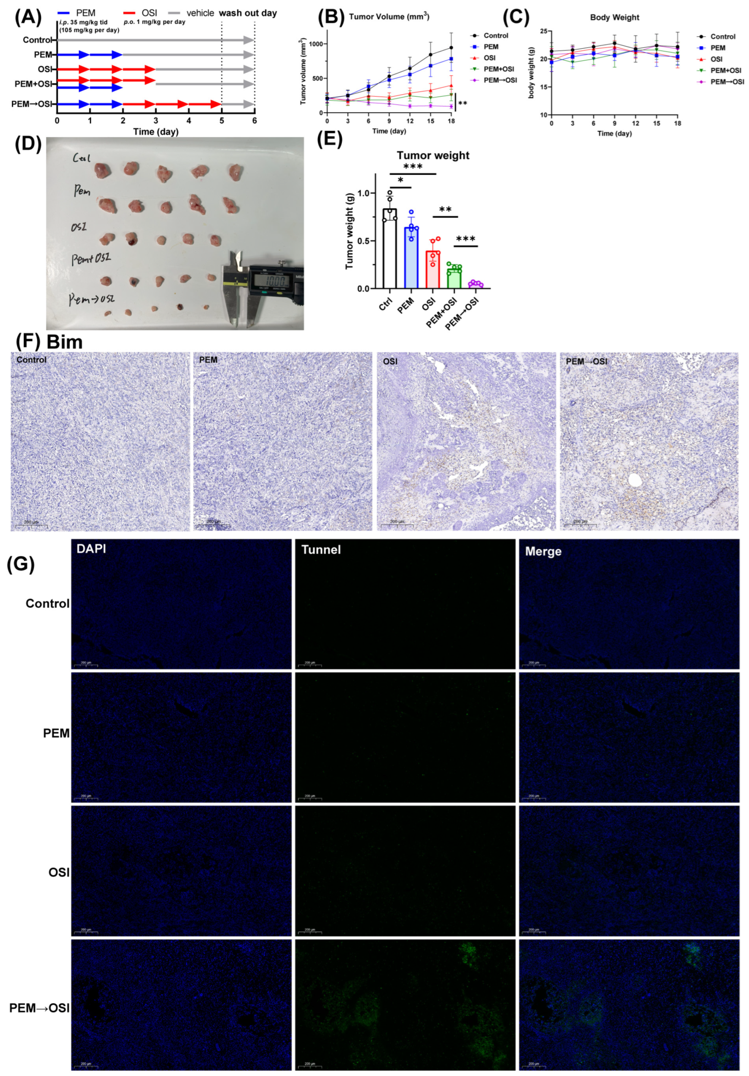 Pharmaceutics 17 01044 g010 Pharmaceutics 17 01044 g010