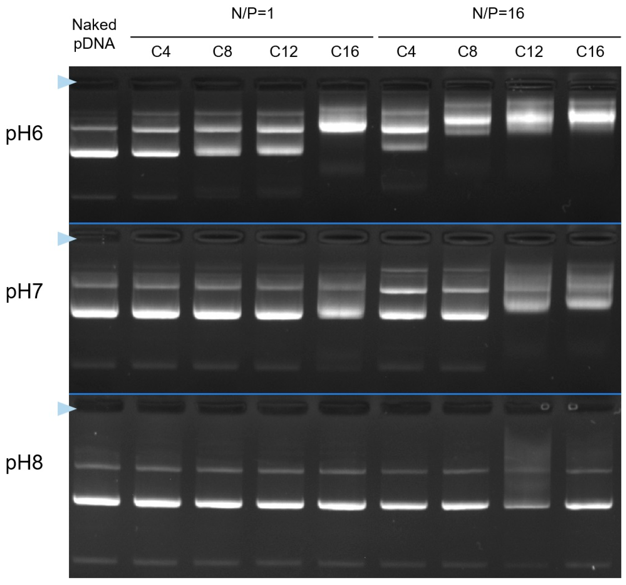 Pharmaceutics 17 01054 g003 Pharmaceutics 17 01054 g003