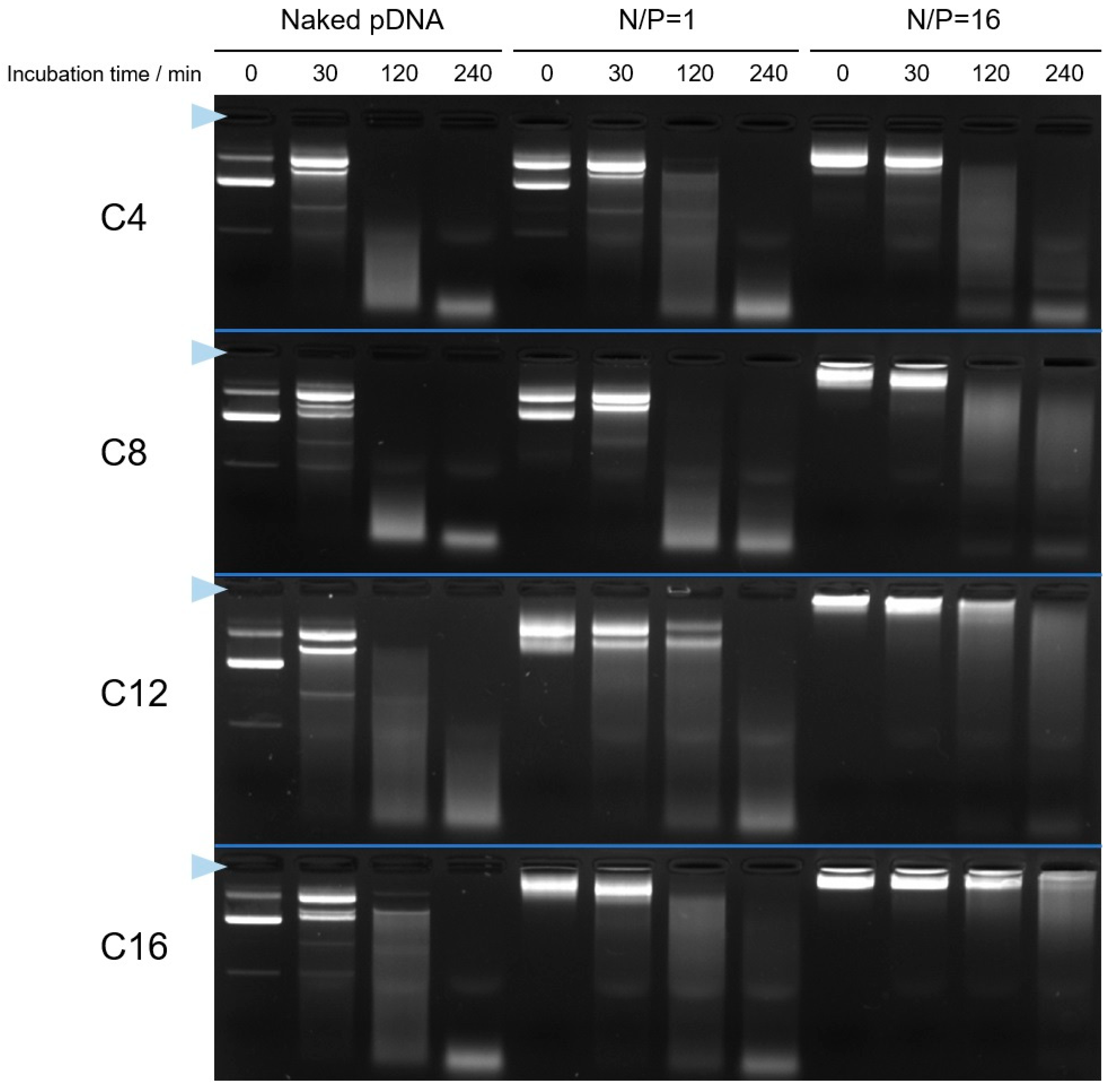 Pharmaceutics 17 01054 g008 Pharmaceutics 17 01054 g008