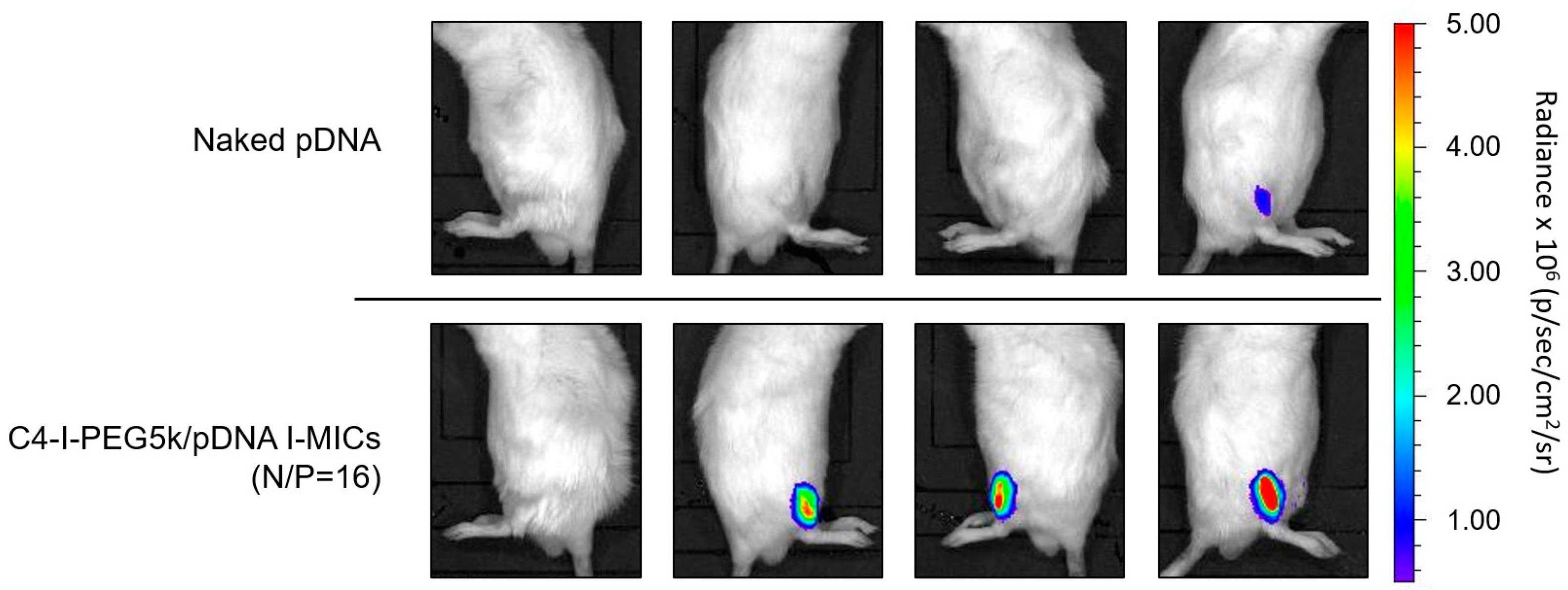 Pharmaceutics 17 01054 g011 Pharmaceutics 17 01054 g011