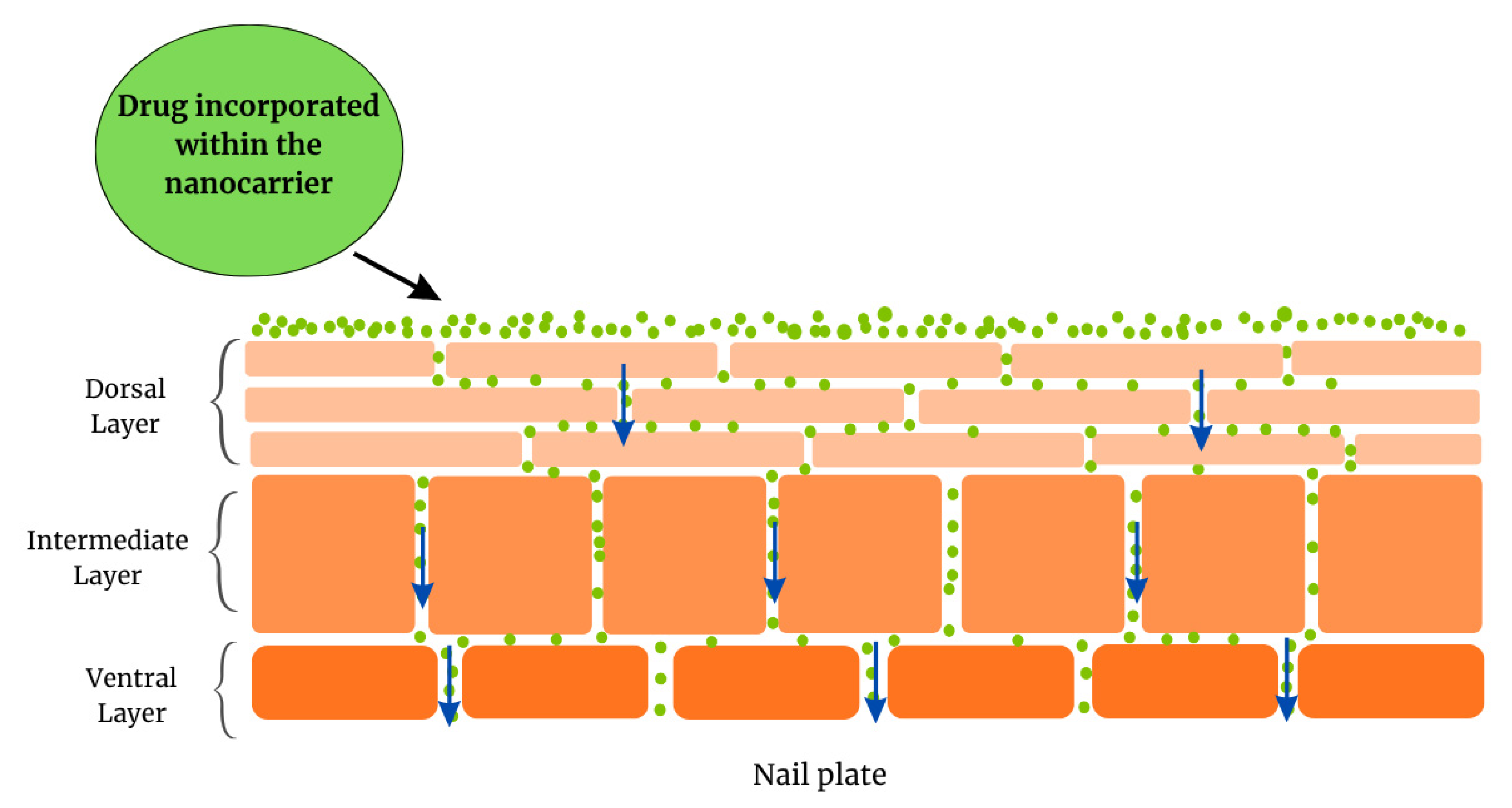 Pharmaceutics 17 01060 g005