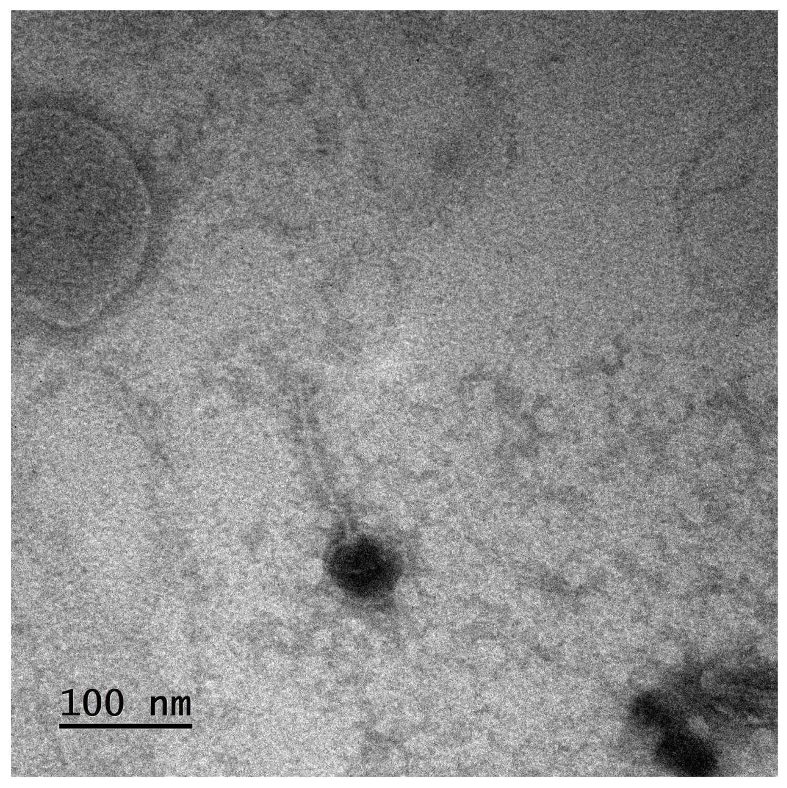 Pharmaceutics 17 01077 g001 Pharmaceutics 17 01077 g001