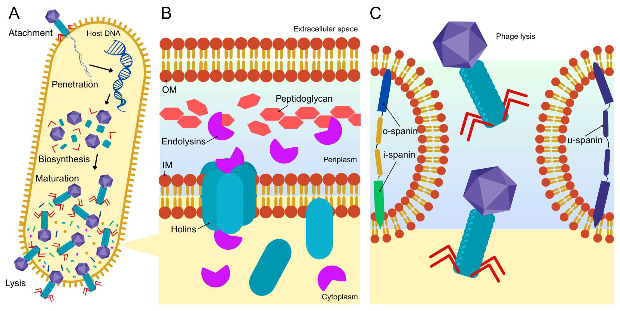 Pharmaceutics 17 01077 g003 Pharmaceutics 17 01077 g003