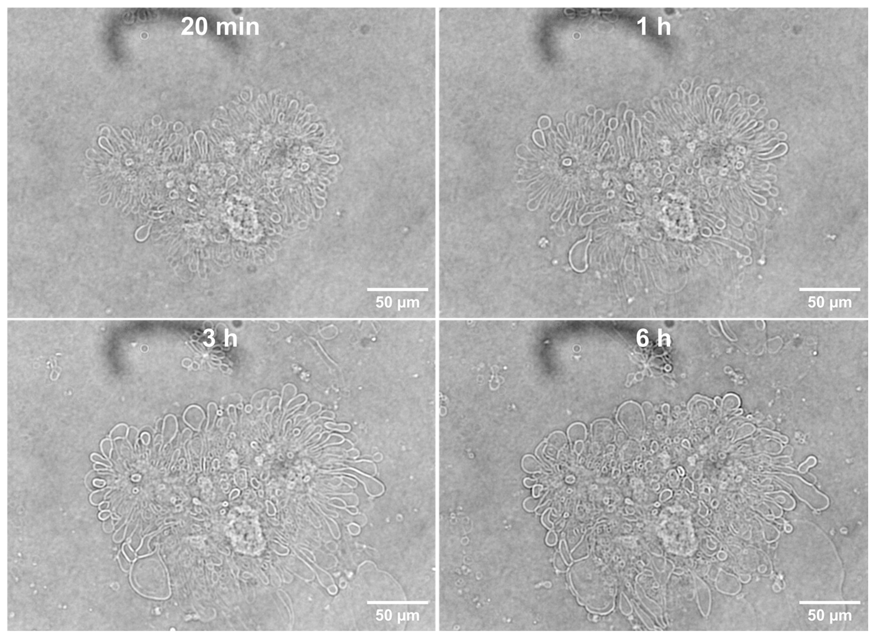 Pharmaceutics 17 01092 g003 Pharmaceutics 17 01092 g003