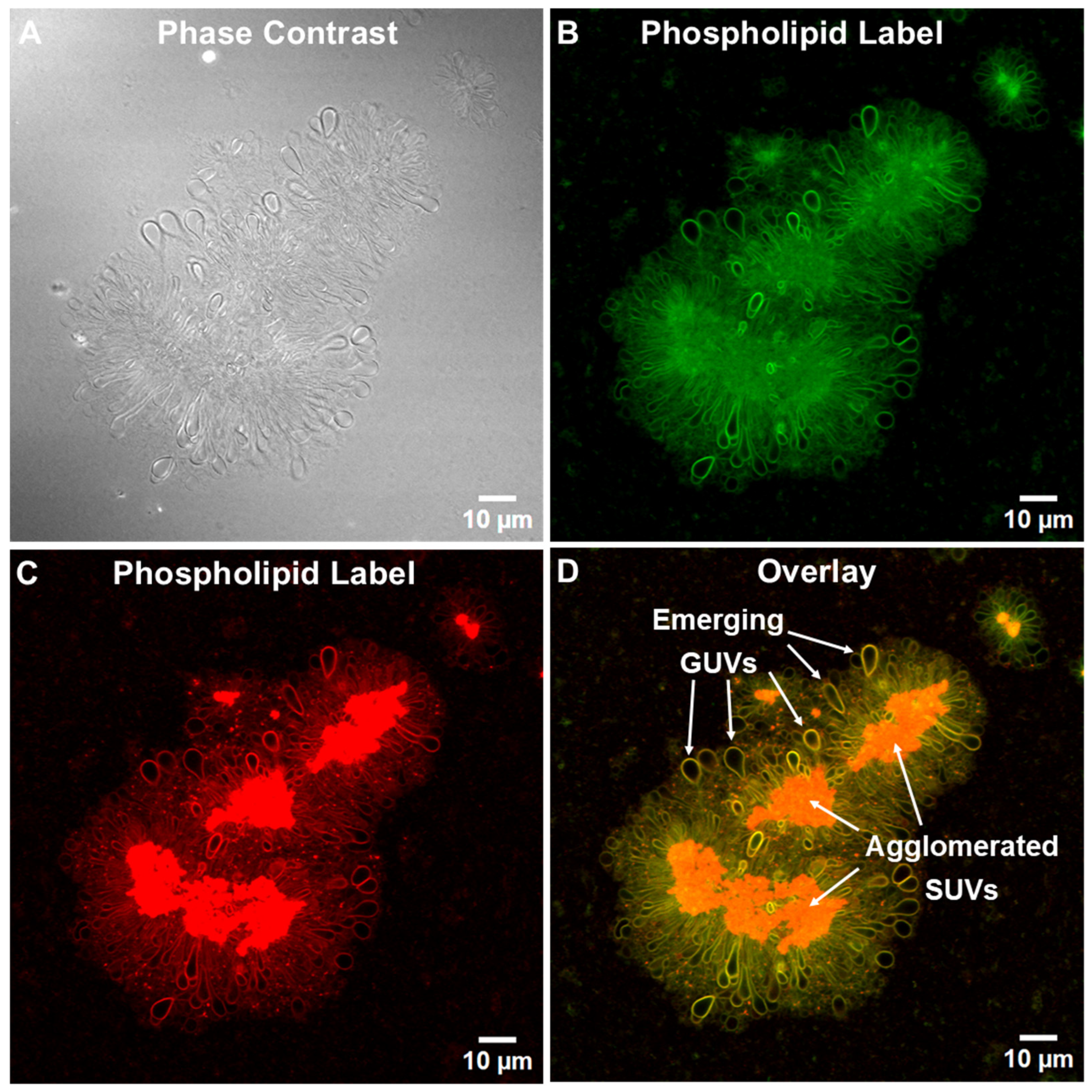 Pharmaceutics 17 01092 g004 Pharmaceutics 17 01092 g004