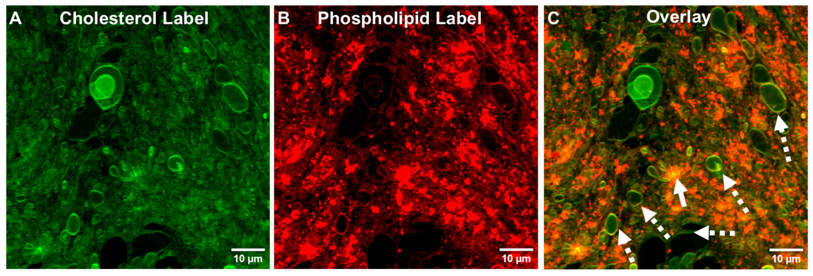 Pharmaceutics 17 01092 g005 Pharmaceutics 17 01092 g005