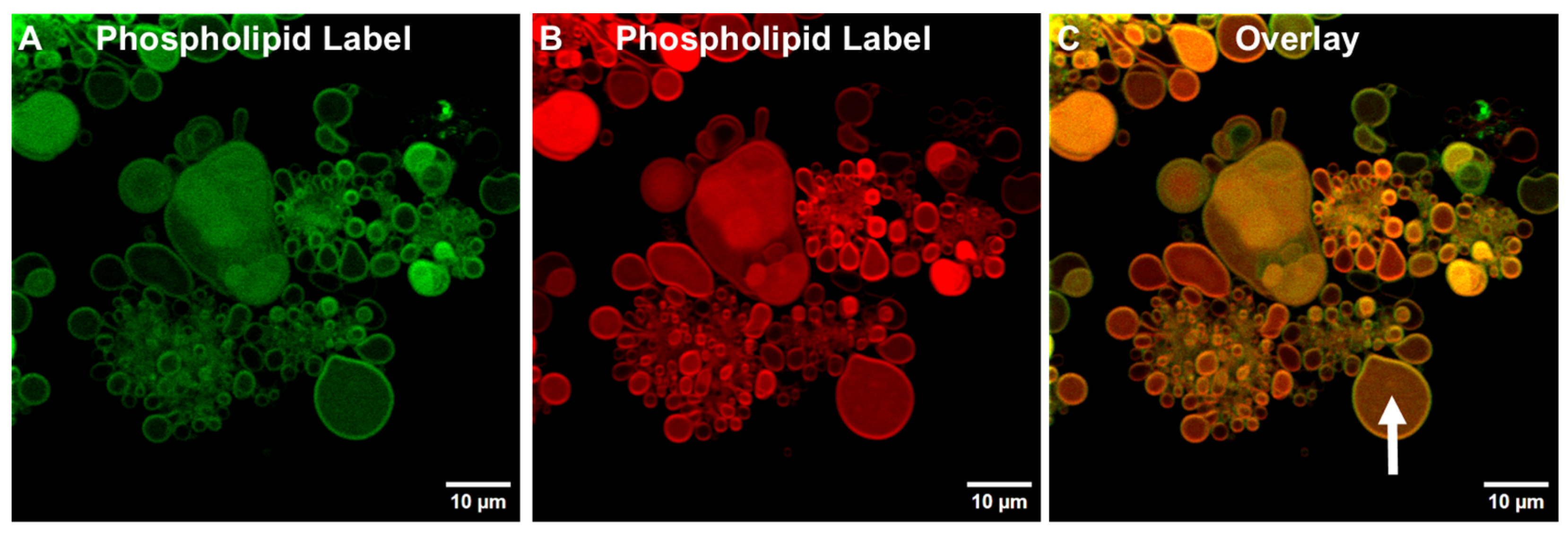 Pharmaceutics 17 01092 g006 Pharmaceutics 17 01092 g006