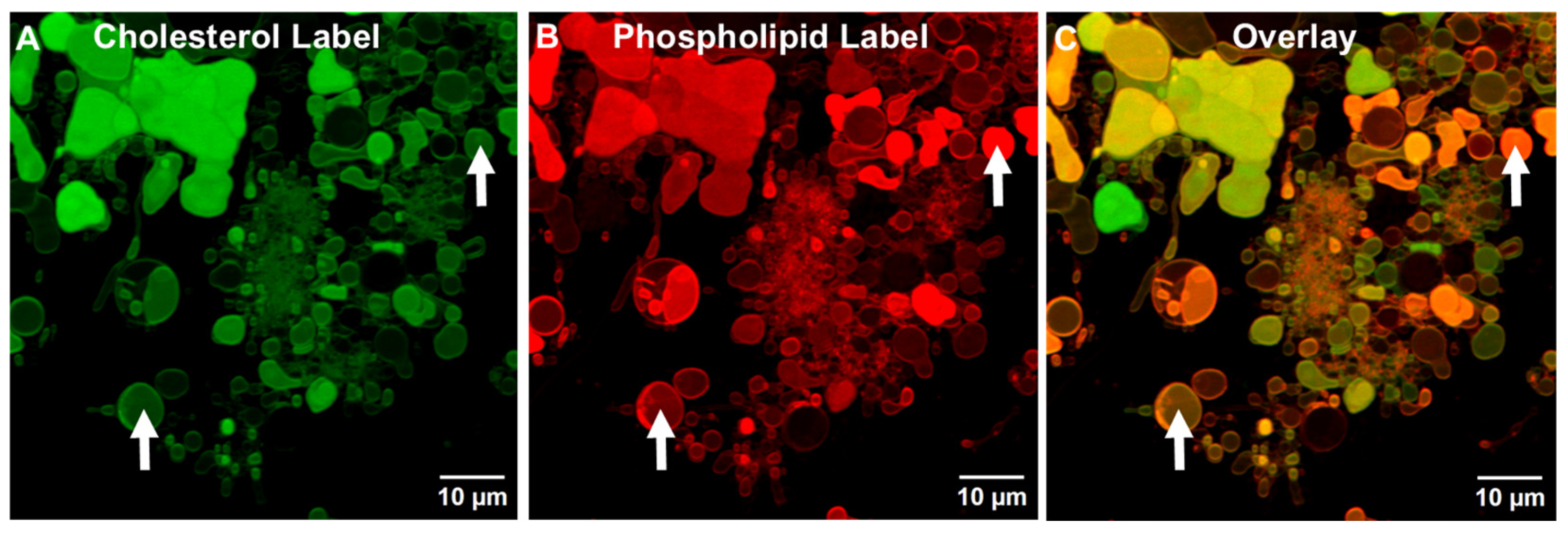 Pharmaceutics 17 01092 g007 Pharmaceutics 17 01092 g007