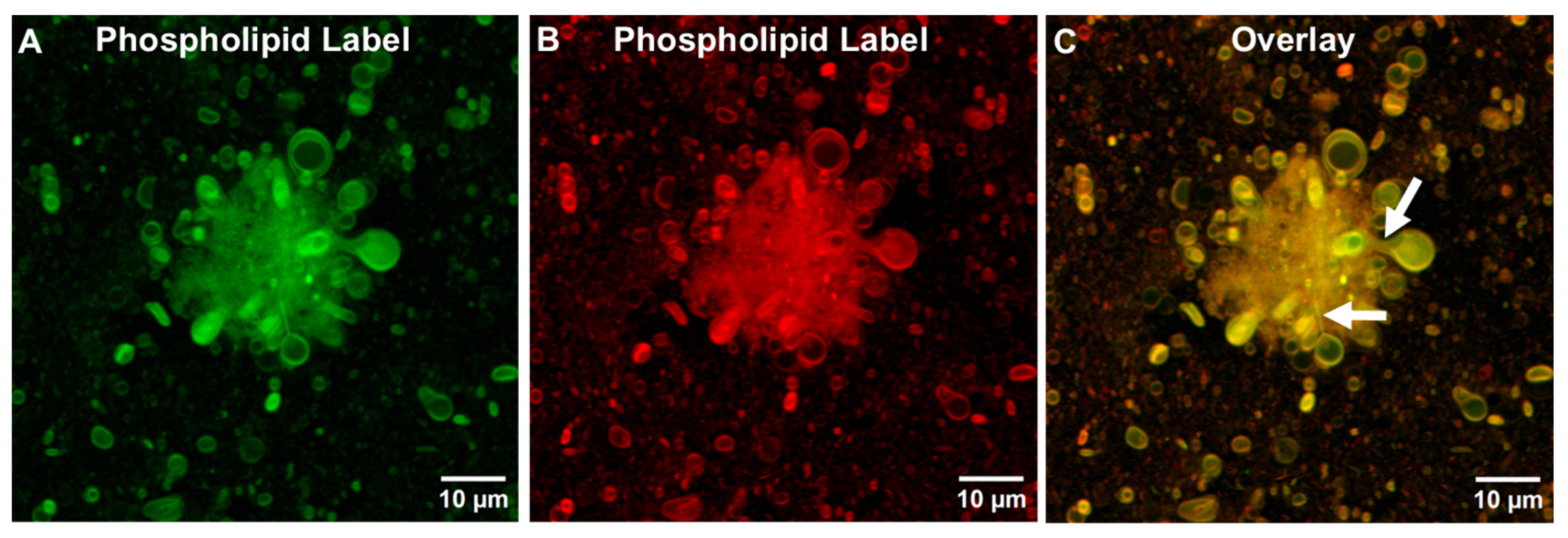 Pharmaceutics 17 01092 g008 Pharmaceutics 17 01092 g008