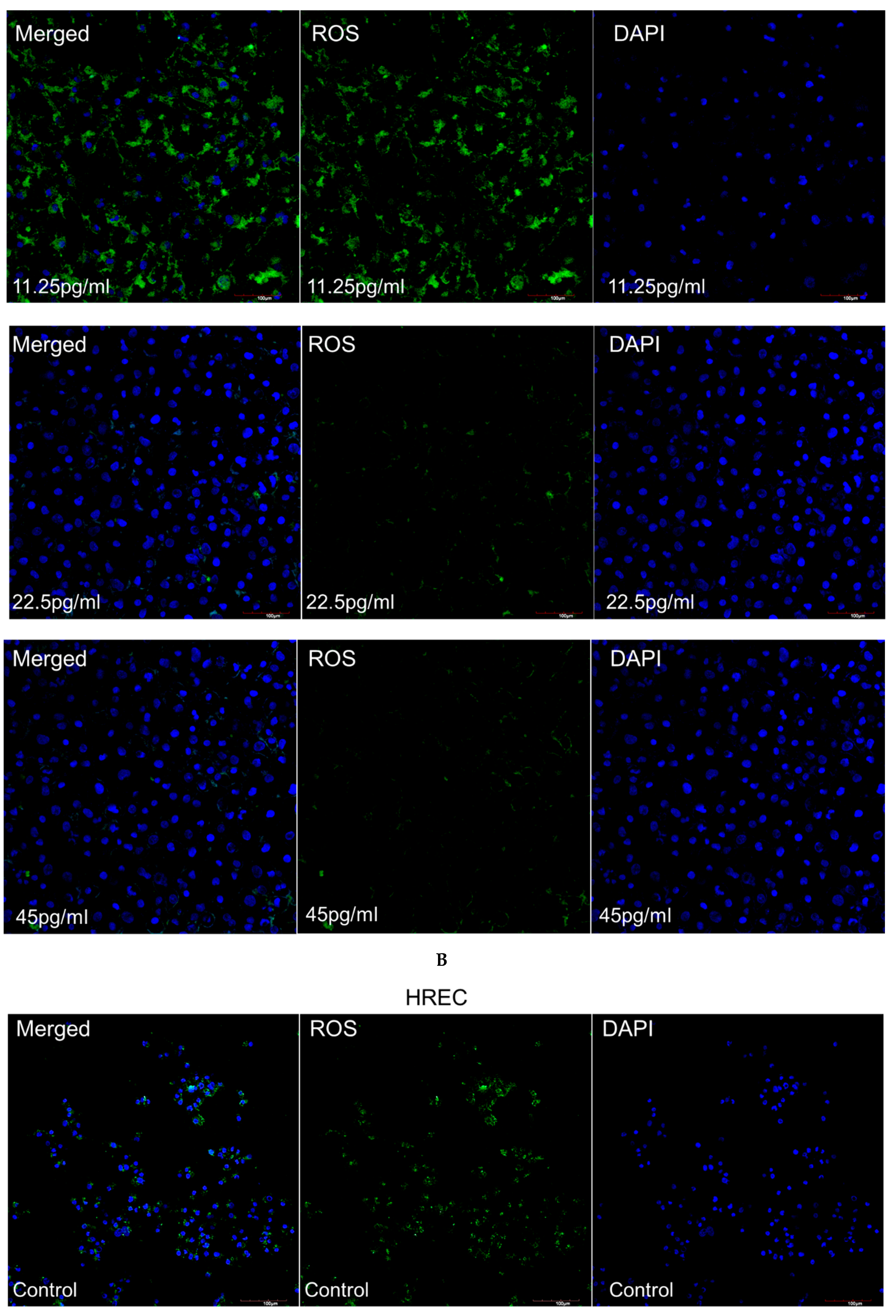 Pharmaceutics 17 01115 g004b Pharmaceutics 17 01115 g004b